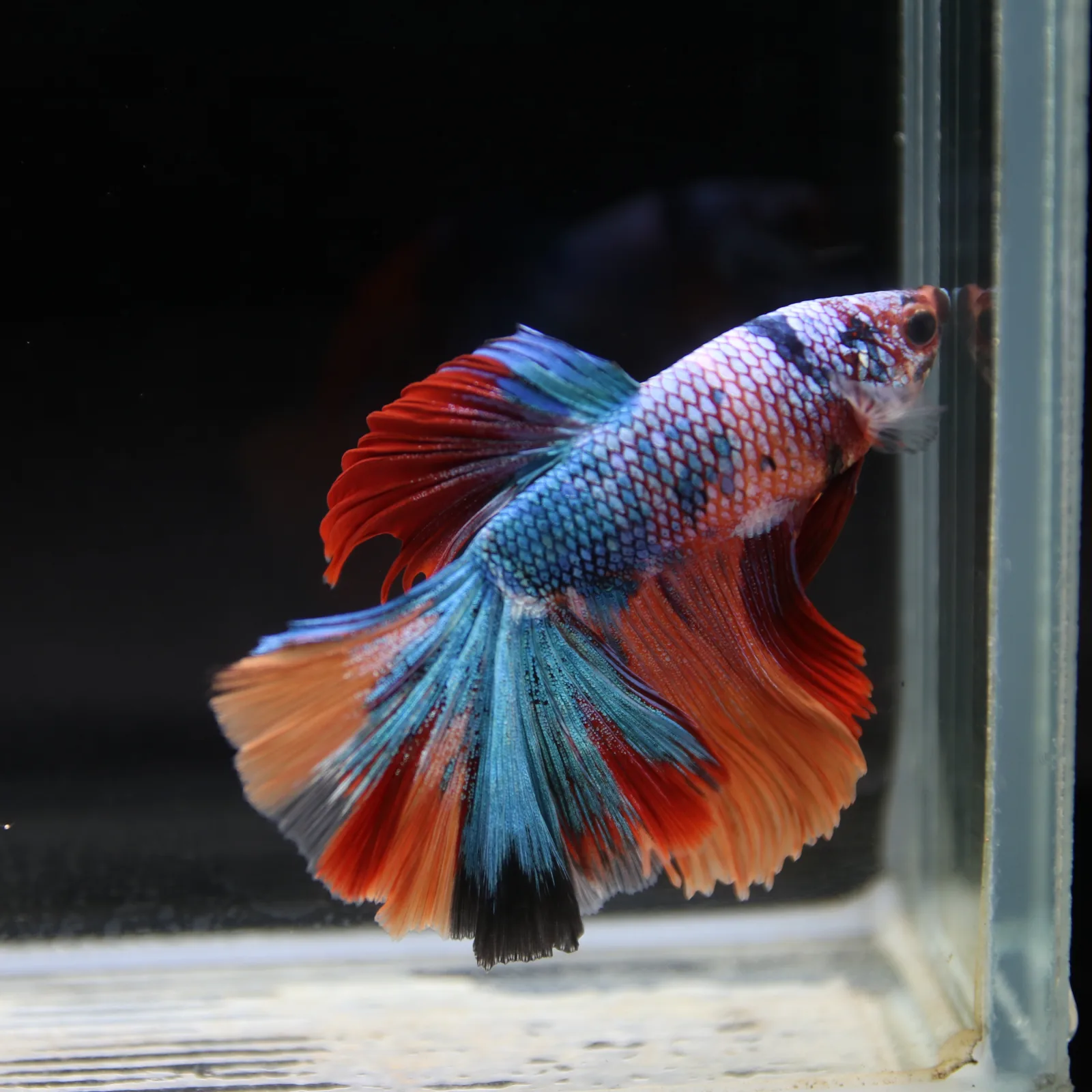 Show Grade Halfmoon Non Metallic Multicolor Betta Fish Male – Unique Marble Pattern media 11