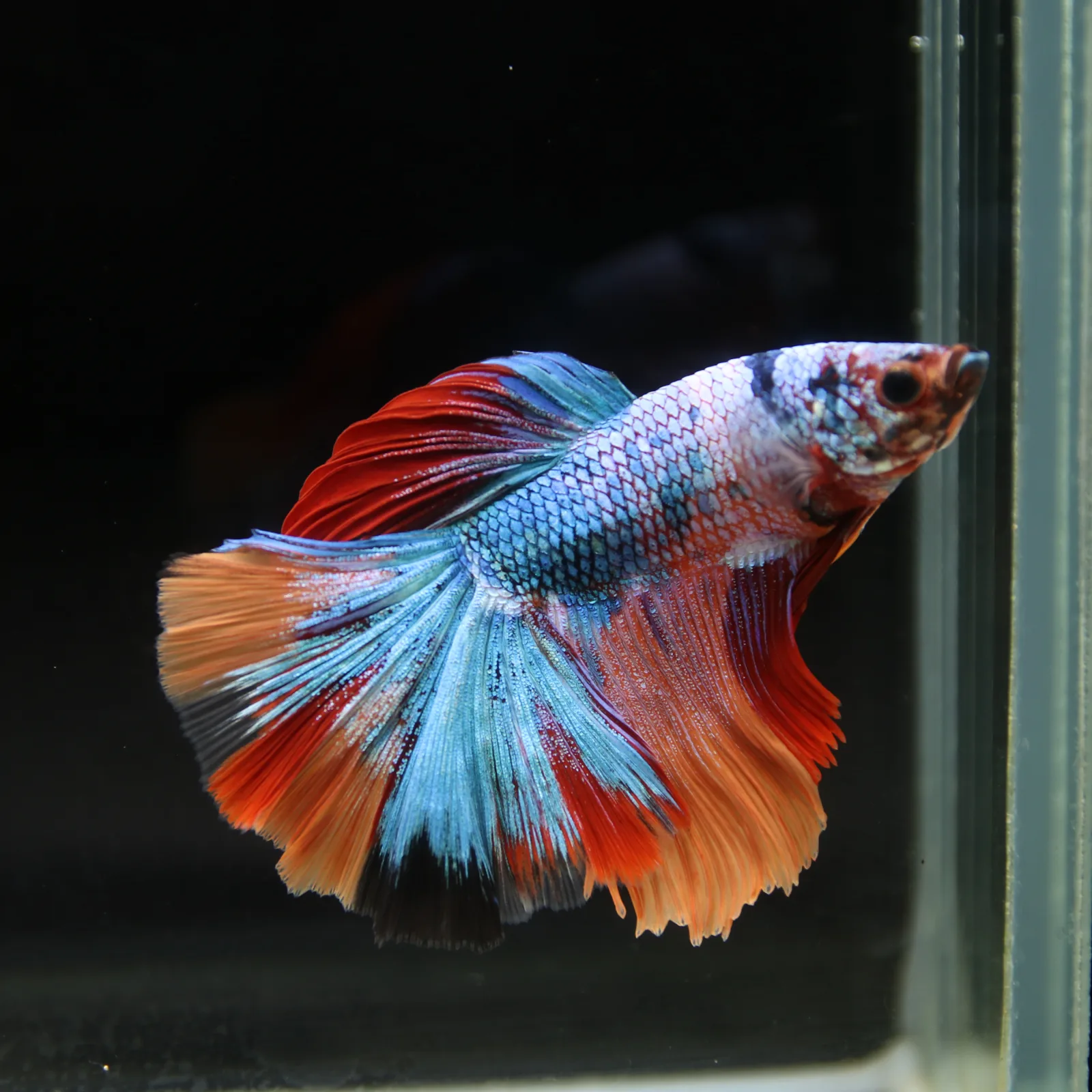 Show Grade Halfmoon Non Metallic Multicolor Betta Fish Male – Unique Marble Pattern media 12