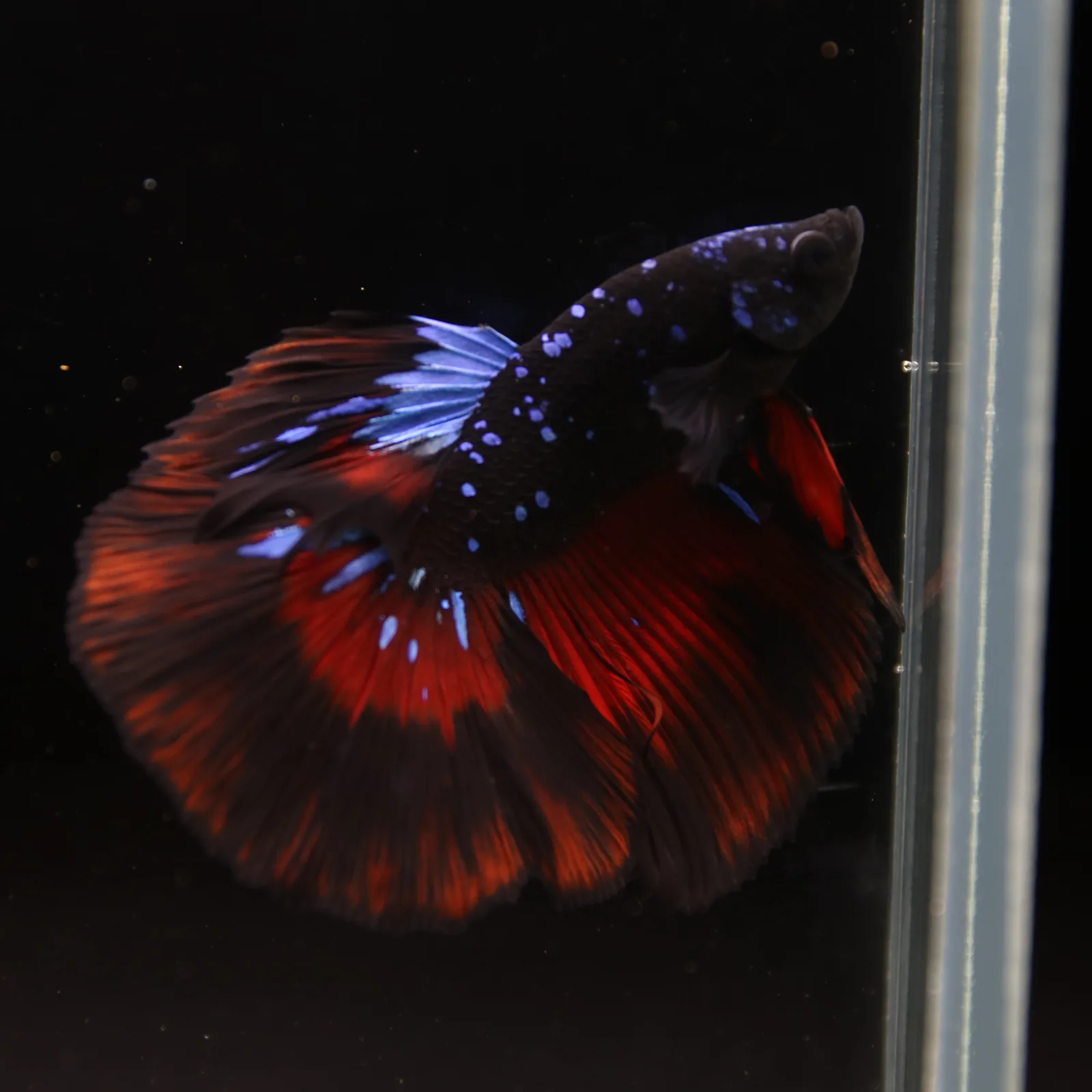 Show Grade Galaxy Halfmoon Betta Fish Male – Black Base Red Blue Marble Live Betta media 2