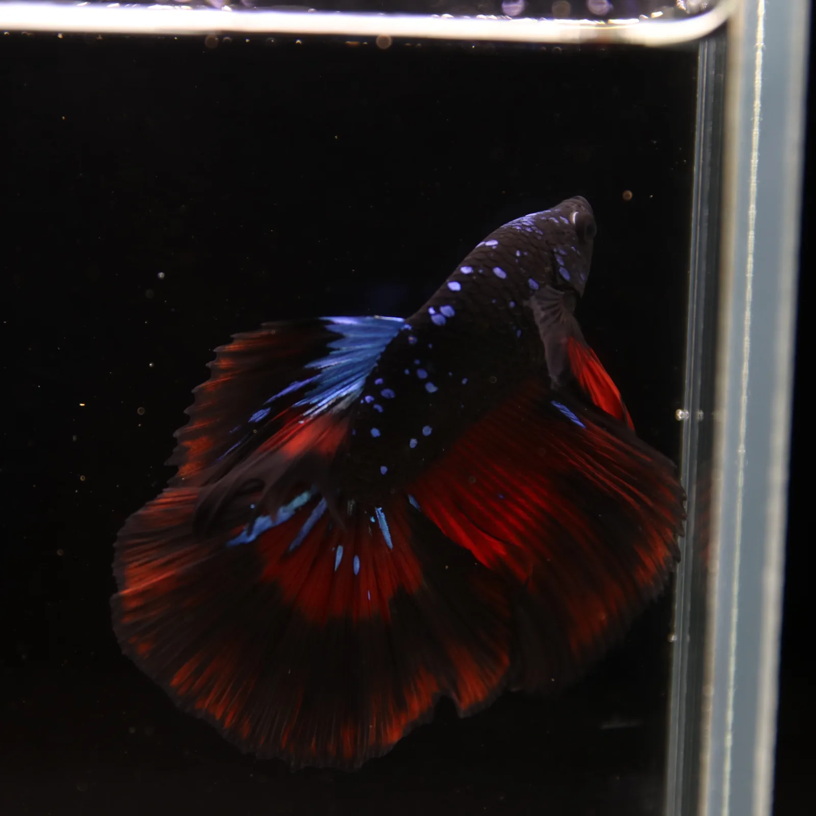 Show Grade Galaxy Halfmoon Betta Fish Male – Black Base Red Blue Marble Live Betta media 3