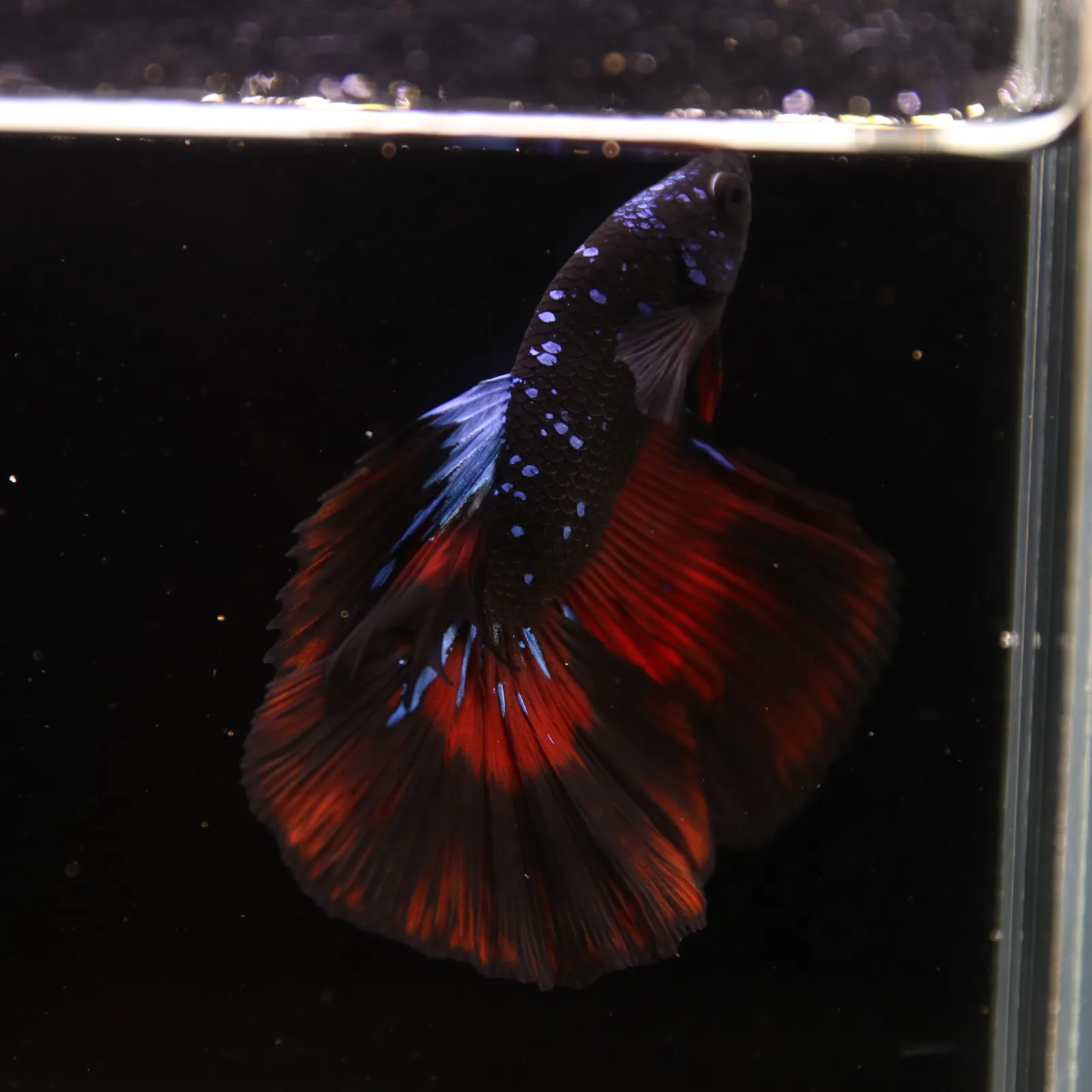 Show Grade Galaxy Halfmoon Betta Fish Male – Black Base Red Blue Marble Live Betta media 6