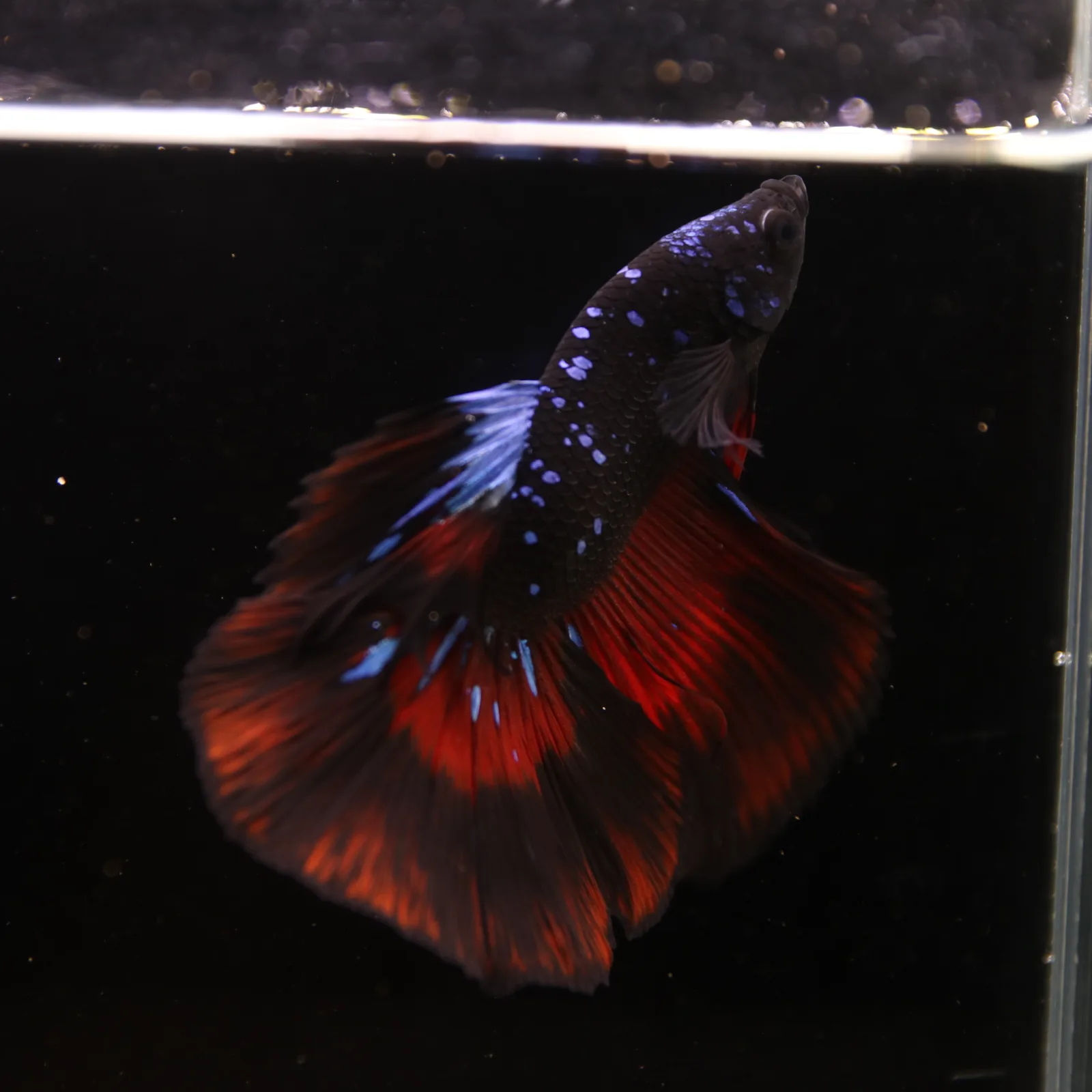 Show Grade Galaxy Halfmoon Betta Fish Male – Black Base Red Blue Marble Live Betta media 7