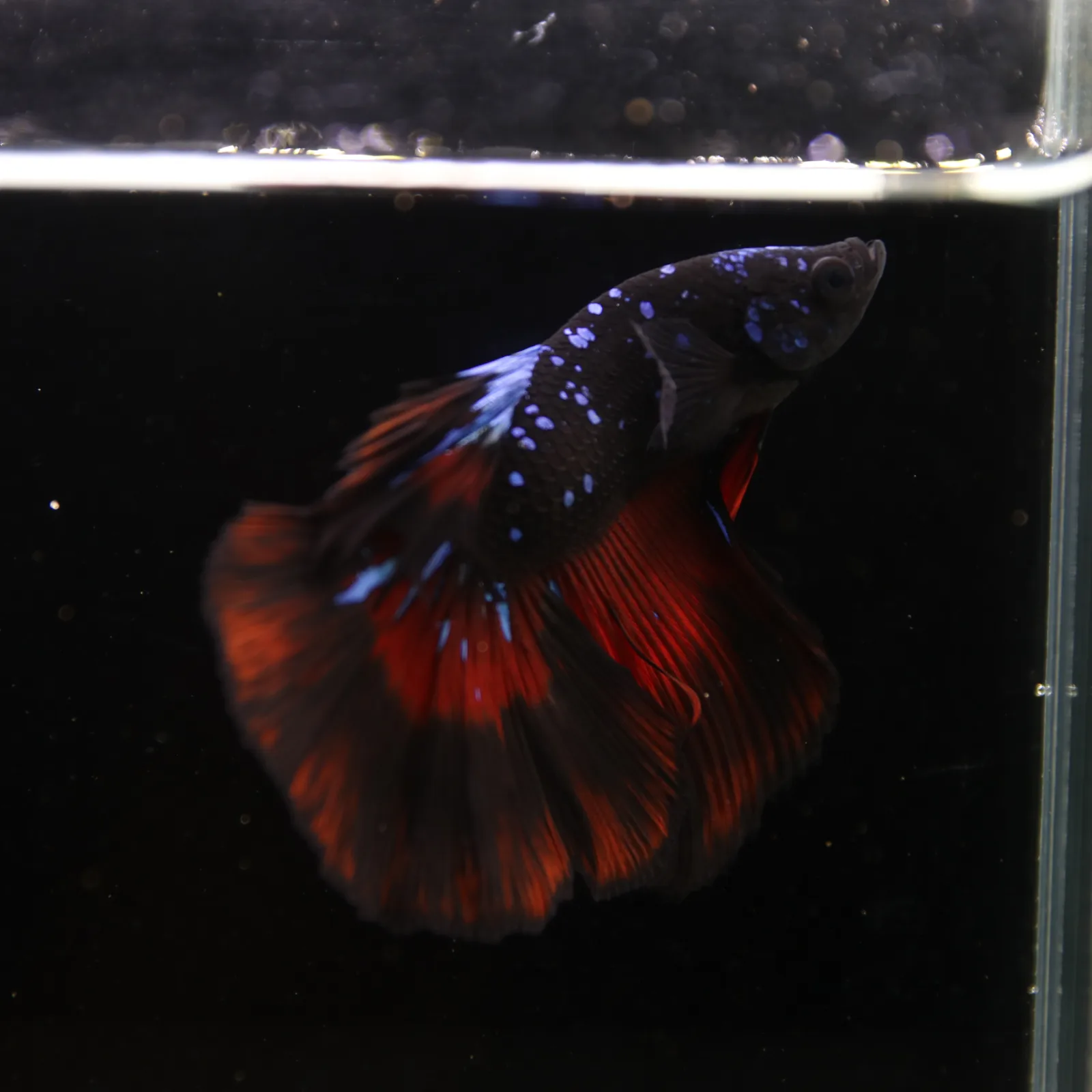 Show Grade Galaxy Halfmoon Betta Fish Male – Black Base Red Blue Marble Live Betta media 8