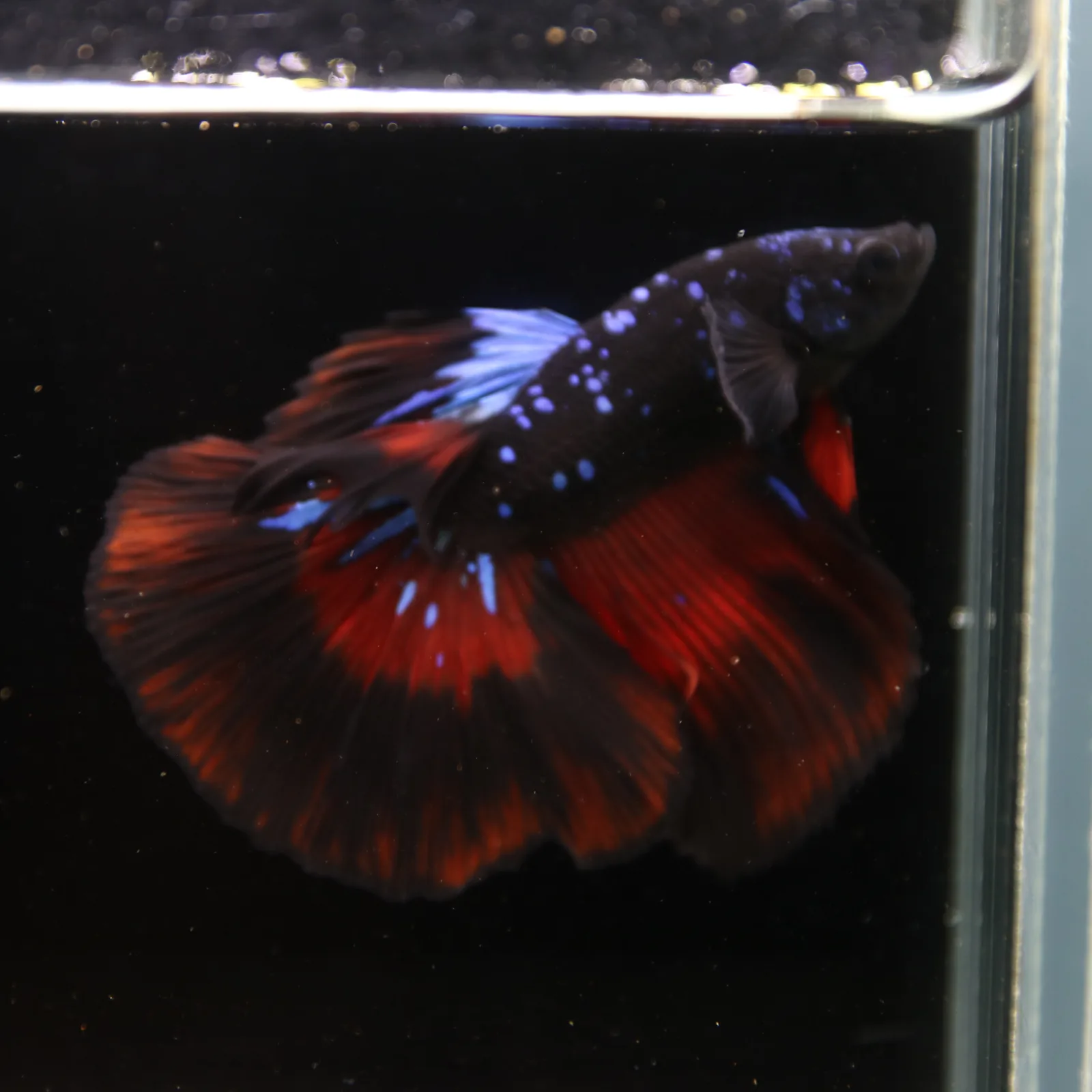 Show Grade Galaxy Halfmoon Betta Fish Male – Black Base Red Blue Marble Live Betta media 11