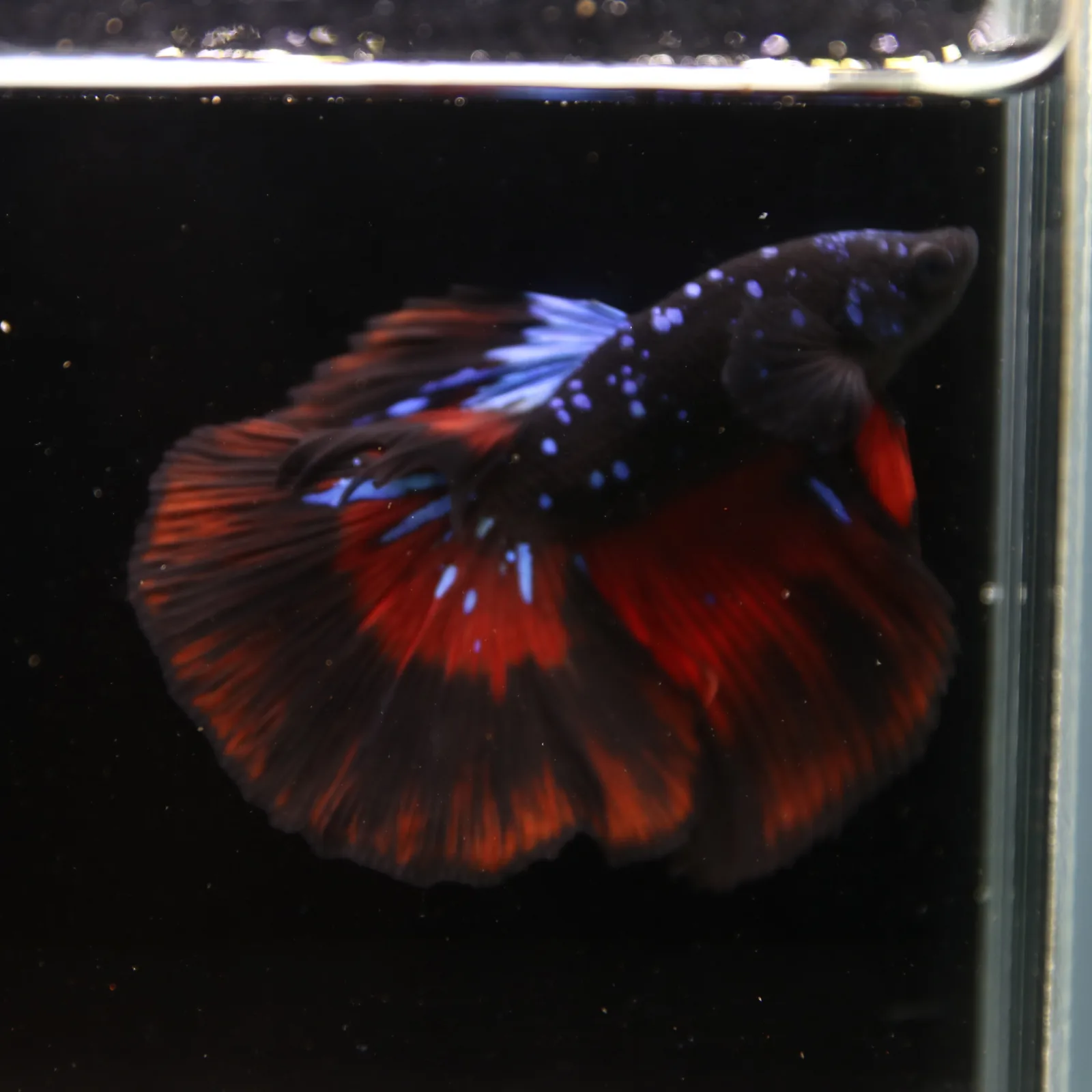 Show Grade Galaxy Halfmoon Betta Fish Male – Black Base Red Blue Marble Live Betta media 13