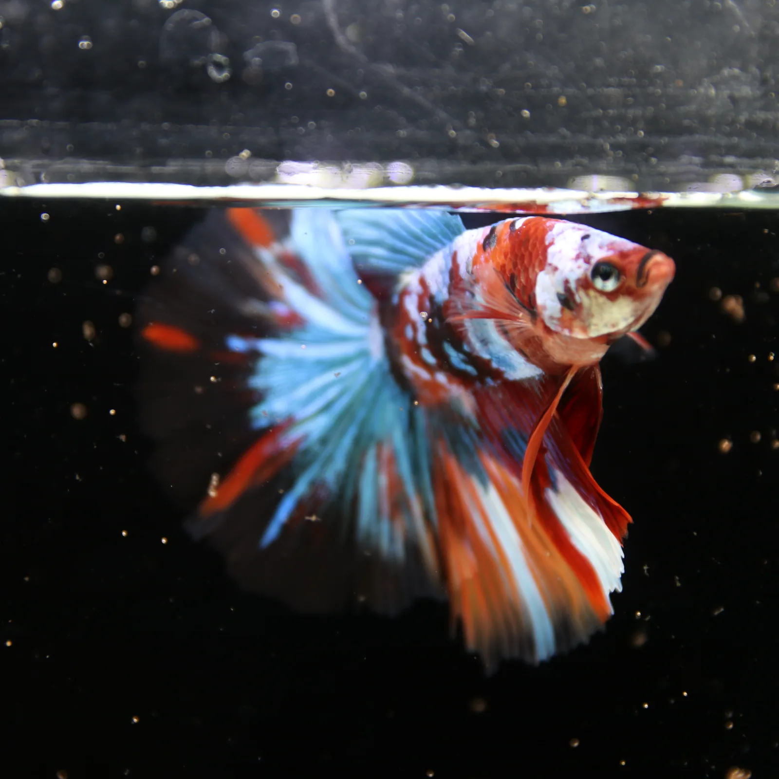 Show Grade Non Metallic Multicolor Halfmoon Betta Fish Male – Candy Marble Live Betta media 3