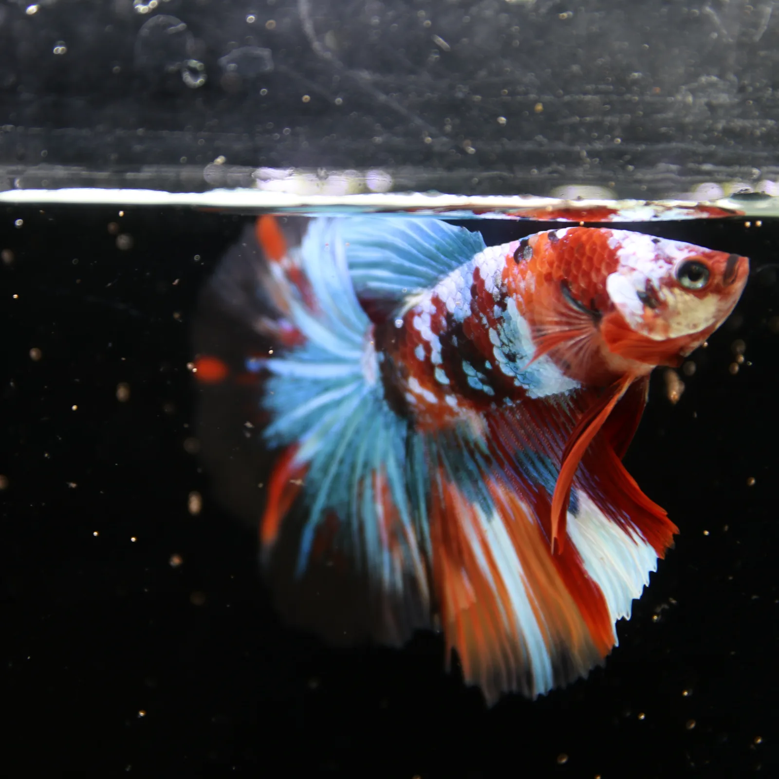 Show Grade Non Metallic Multicolor Halfmoon Betta Fish Male – Candy Marble Live Betta media 4