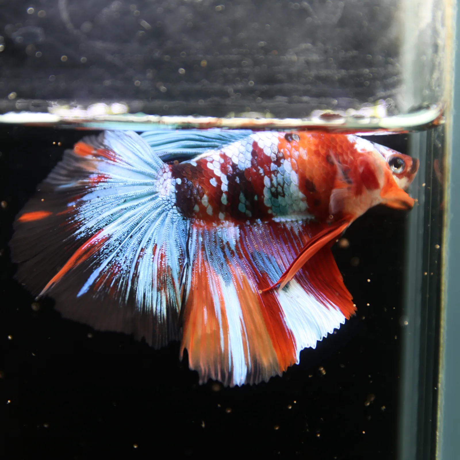 Show Grade Non Metallic Multicolor Halfmoon Betta Fish Male – Candy Marble Live Betta media 5