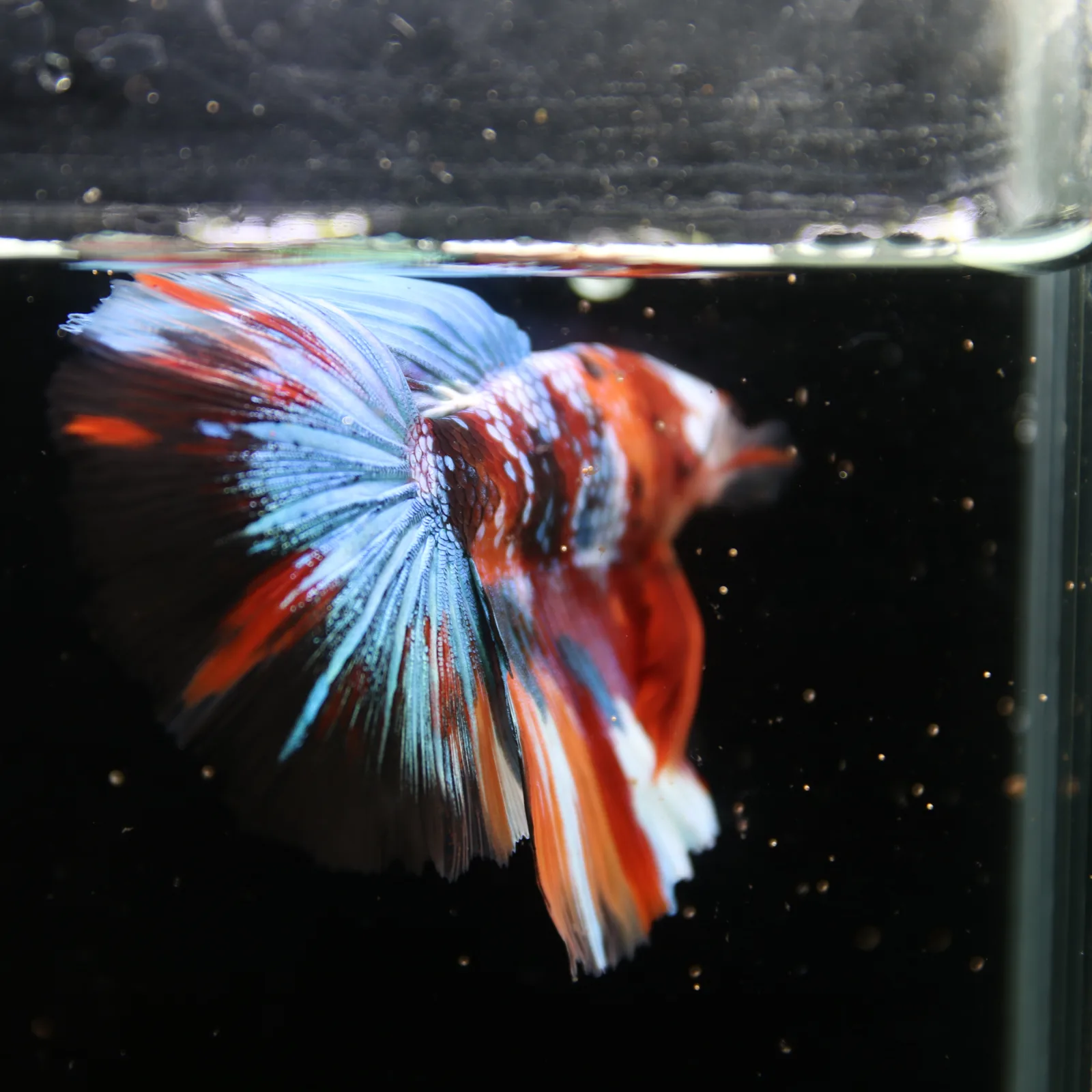 Show Grade Non Metallic Multicolor Halfmoon Betta Fish Male – Candy Marble Live Betta media 7
