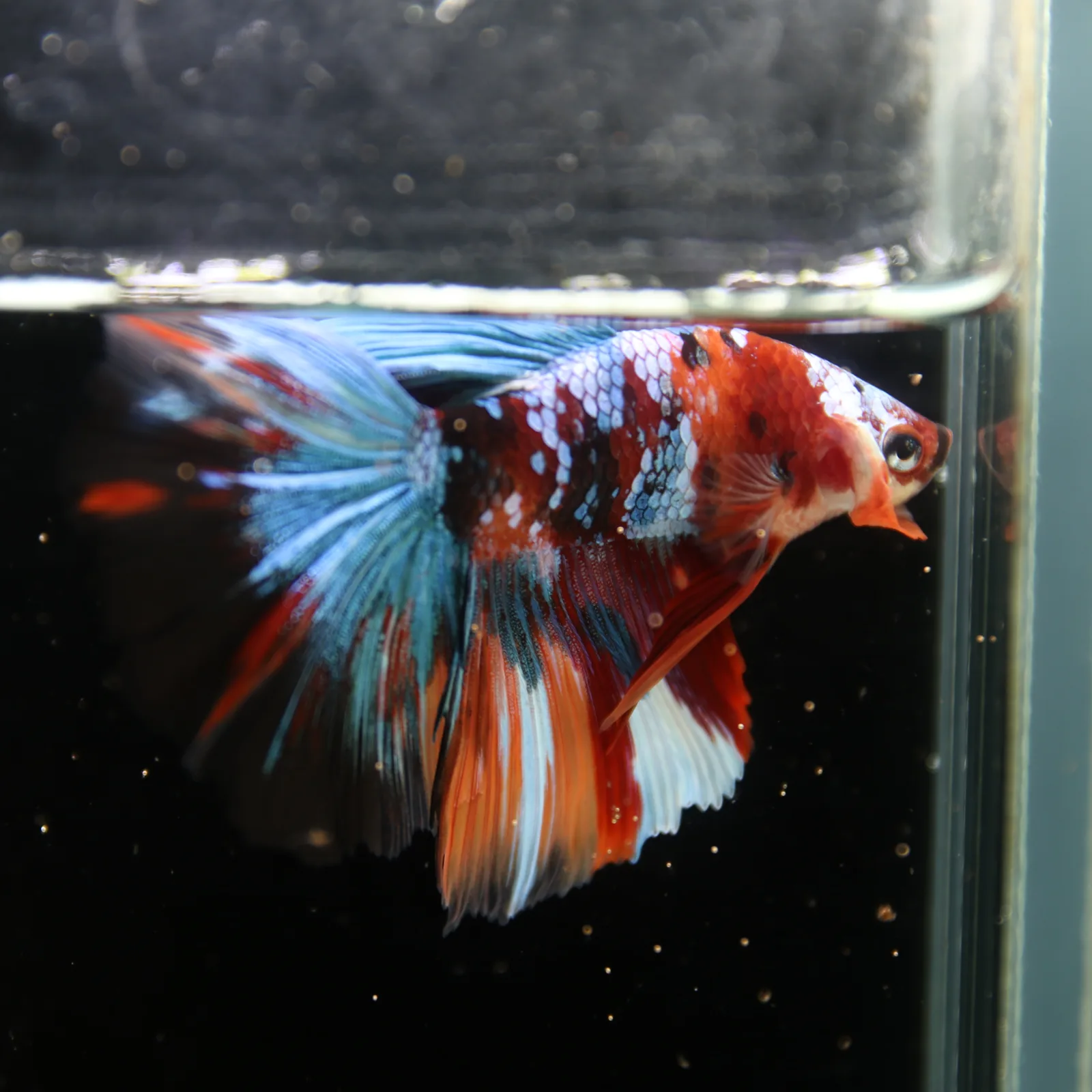 Show Grade Non Metallic Multicolor Halfmoon Betta Fish Male – Candy Marble Live Betta media 8