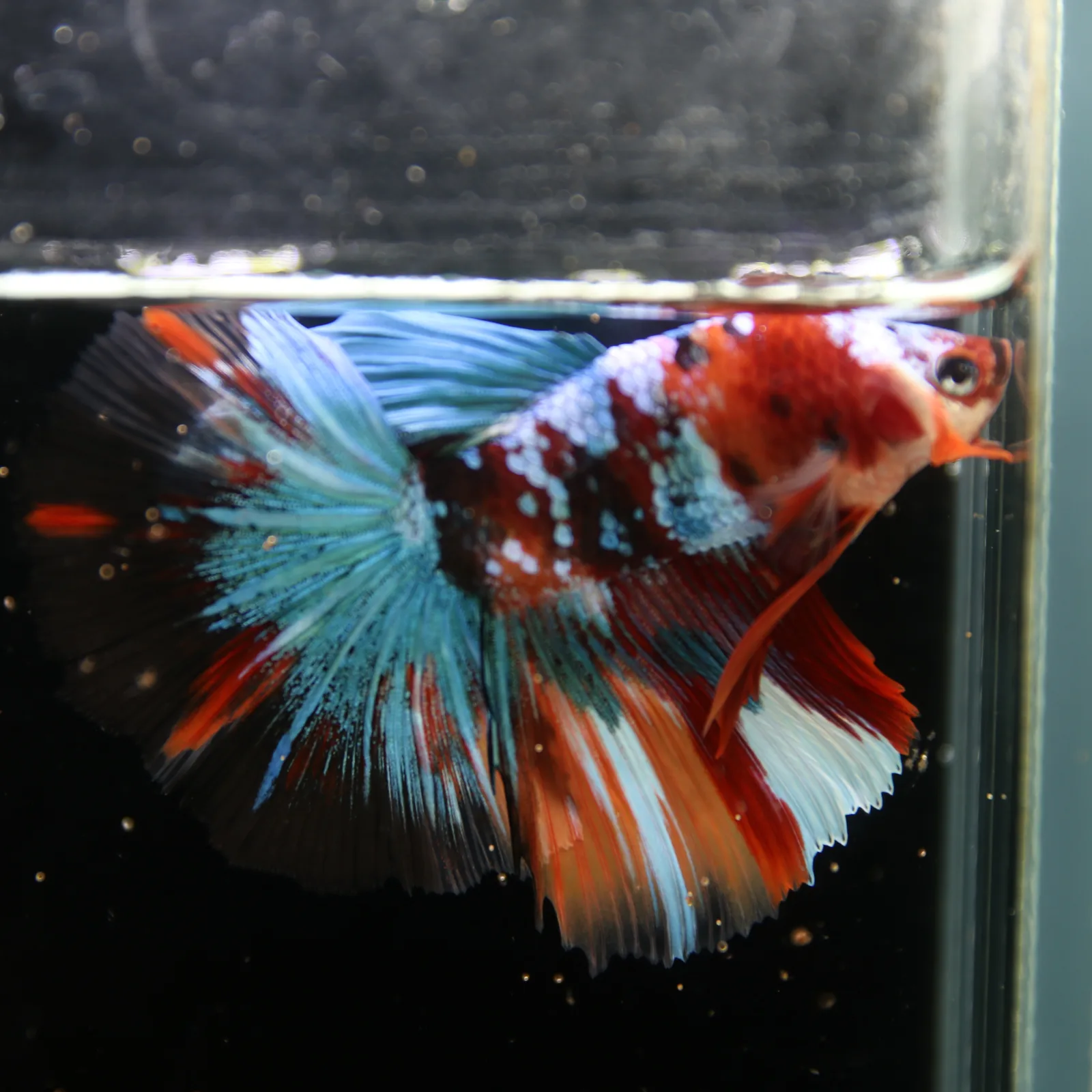 Show Grade Non Metallic Multicolor Halfmoon Betta Fish Male – Candy Marble Live Betta media 9