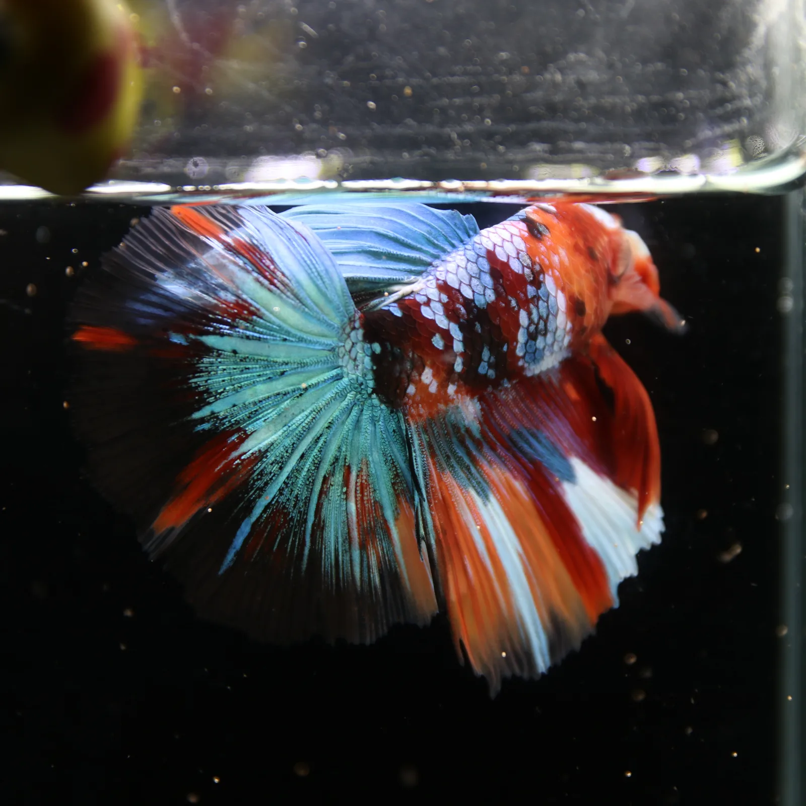 Show Grade Non Metallic Multicolor Halfmoon Betta Fish Male – Candy Marble Live Betta media 11