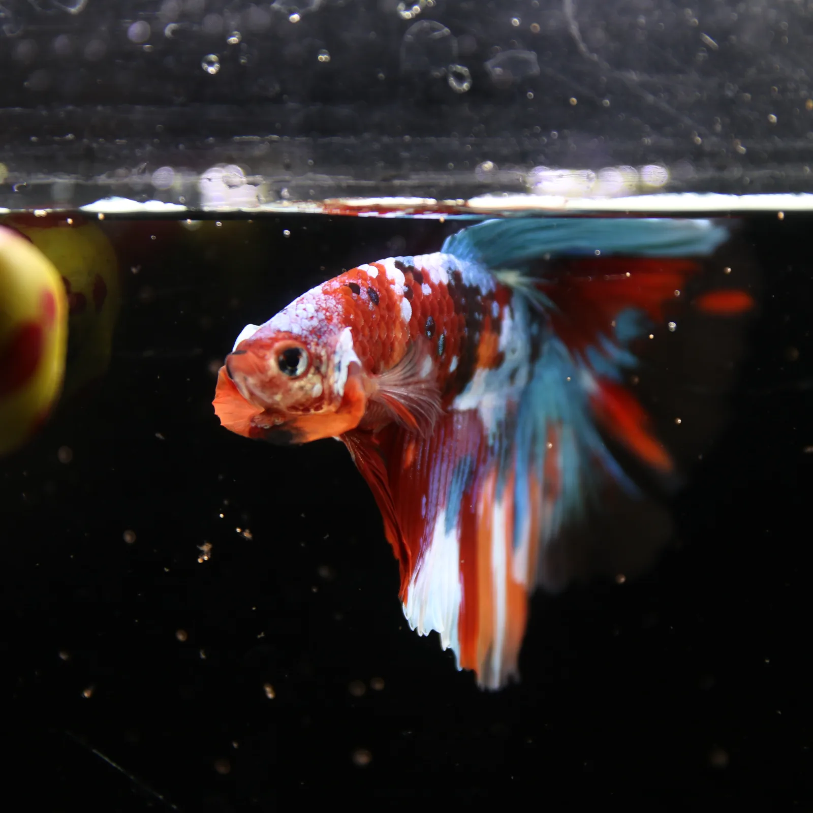 Show Grade Non Metallic Multicolor Halfmoon Betta Fish Male – Candy Marble Live Betta media 13