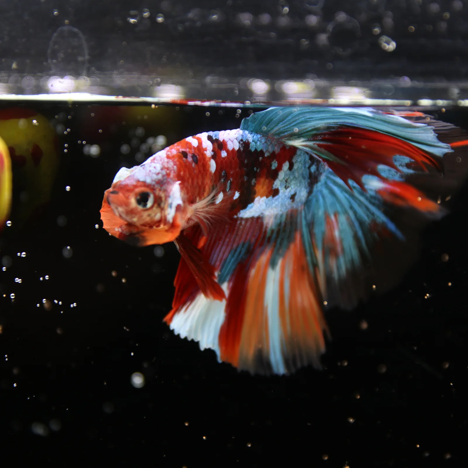 Show Grade Non Metallic Multicolor Halfmoon Betta Fish Male – Candy Marble Live Betta media 14