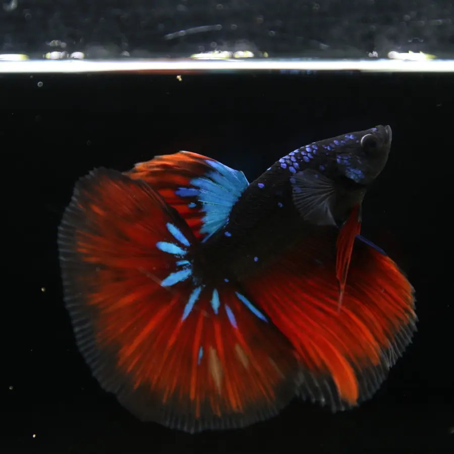Show Grade Galaxy Halfmoon Betta Fish Male – Black Base Crimson Red Live Betta