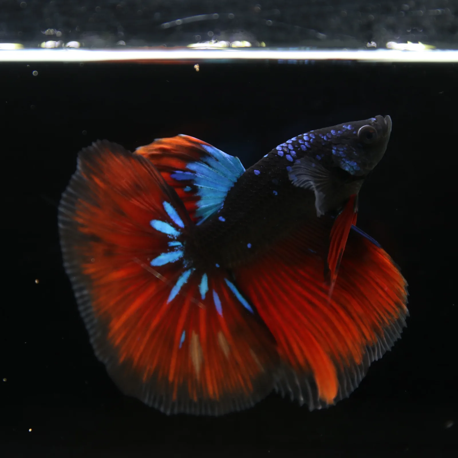Show Grade Galaxy Halfmoon Betta Fish Male – Black Base Crimson Red Live Betta media 2