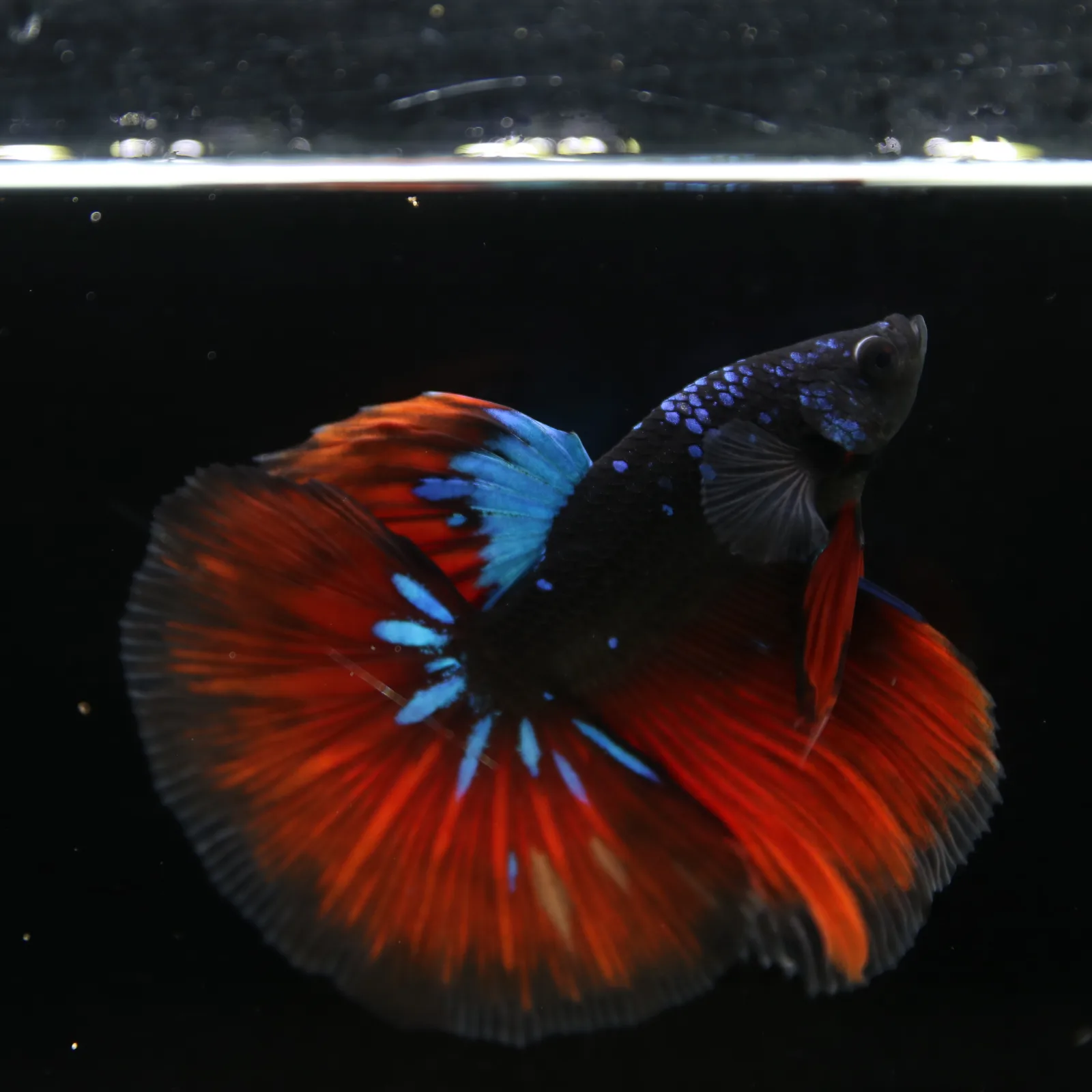 Show Grade Galaxy Halfmoon Betta Fish Male – Black Base Crimson Red Live Betta media 4