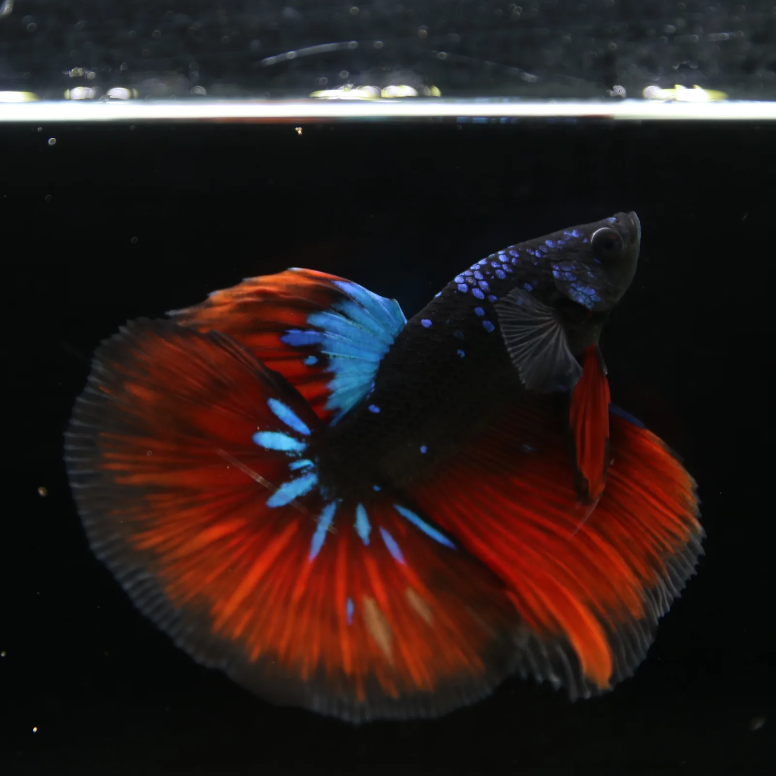 Show Grade Galaxy Halfmoon Betta Fish Male – Black Base Crimson Red Live Betta media 5
