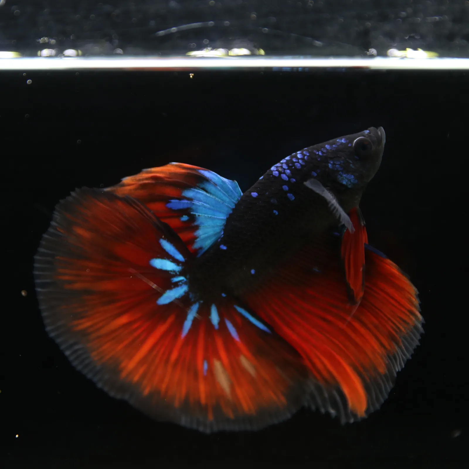 Show Grade Galaxy Halfmoon Betta Fish Male – Black Base Crimson Red Live Betta media 6