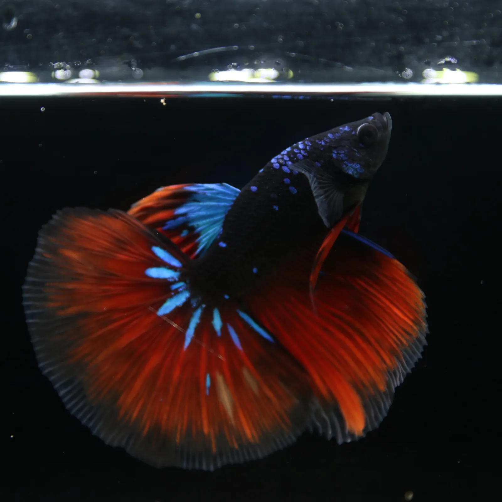 Show Grade Galaxy Halfmoon Betta Fish Male – Black Base Crimson Red Live Betta media 11