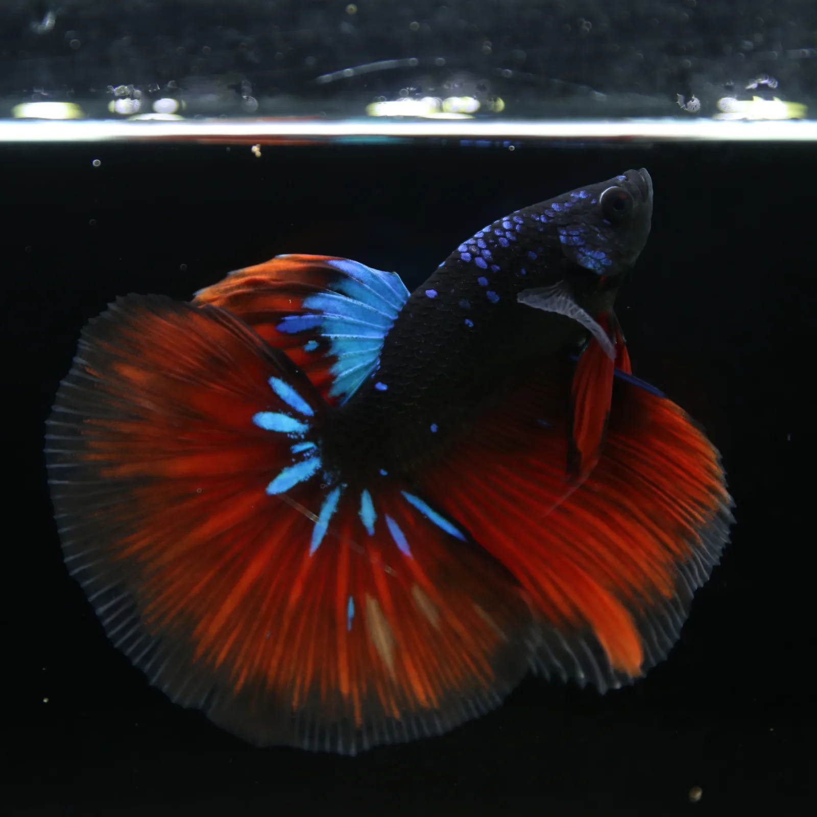 Show Grade Galaxy Halfmoon Betta Fish Male – Black Base Crimson Red Live Betta media 12