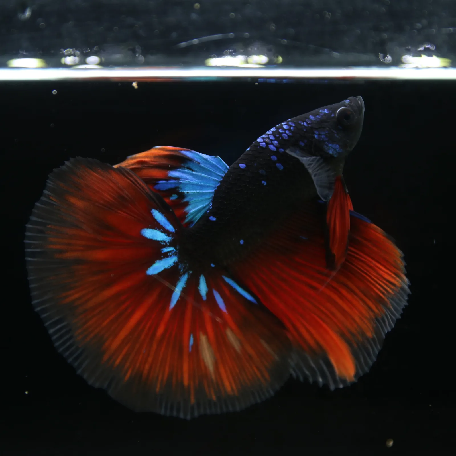Show Grade Galaxy Halfmoon Betta Fish Male – Black Base Crimson Red Live Betta media 13