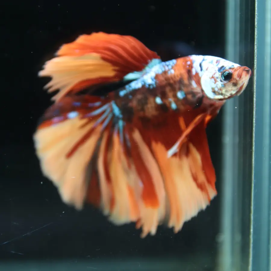 Halfmoon Multicolor Betta Fish – Orange Red Cream Show Grade Male