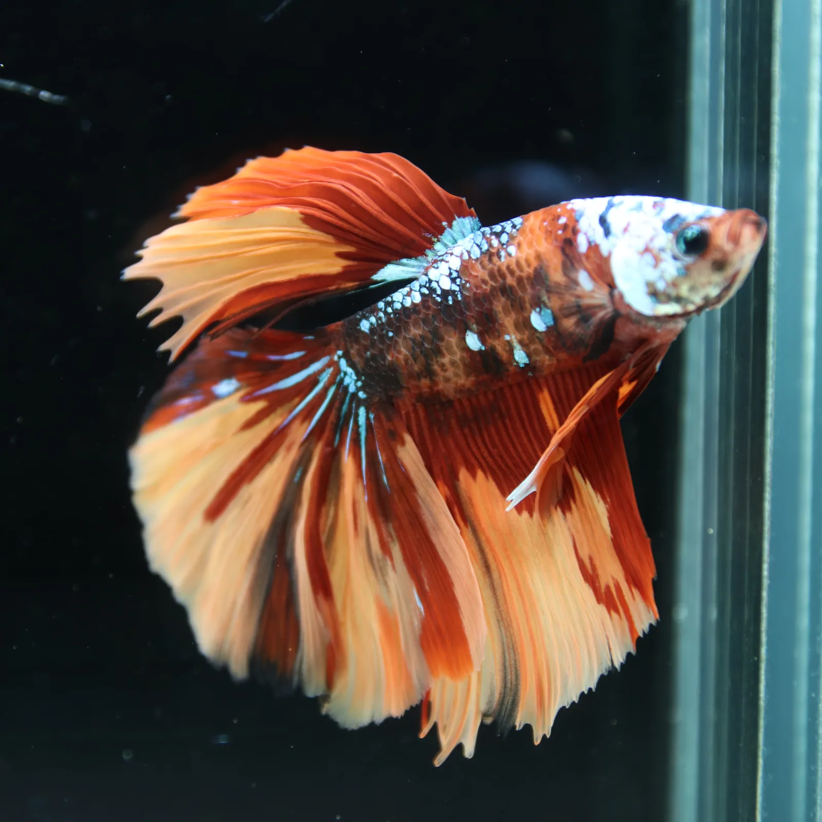 Halfmoon Multicolor Betta Fish – Orange Red Cream Show Grade Male media 5