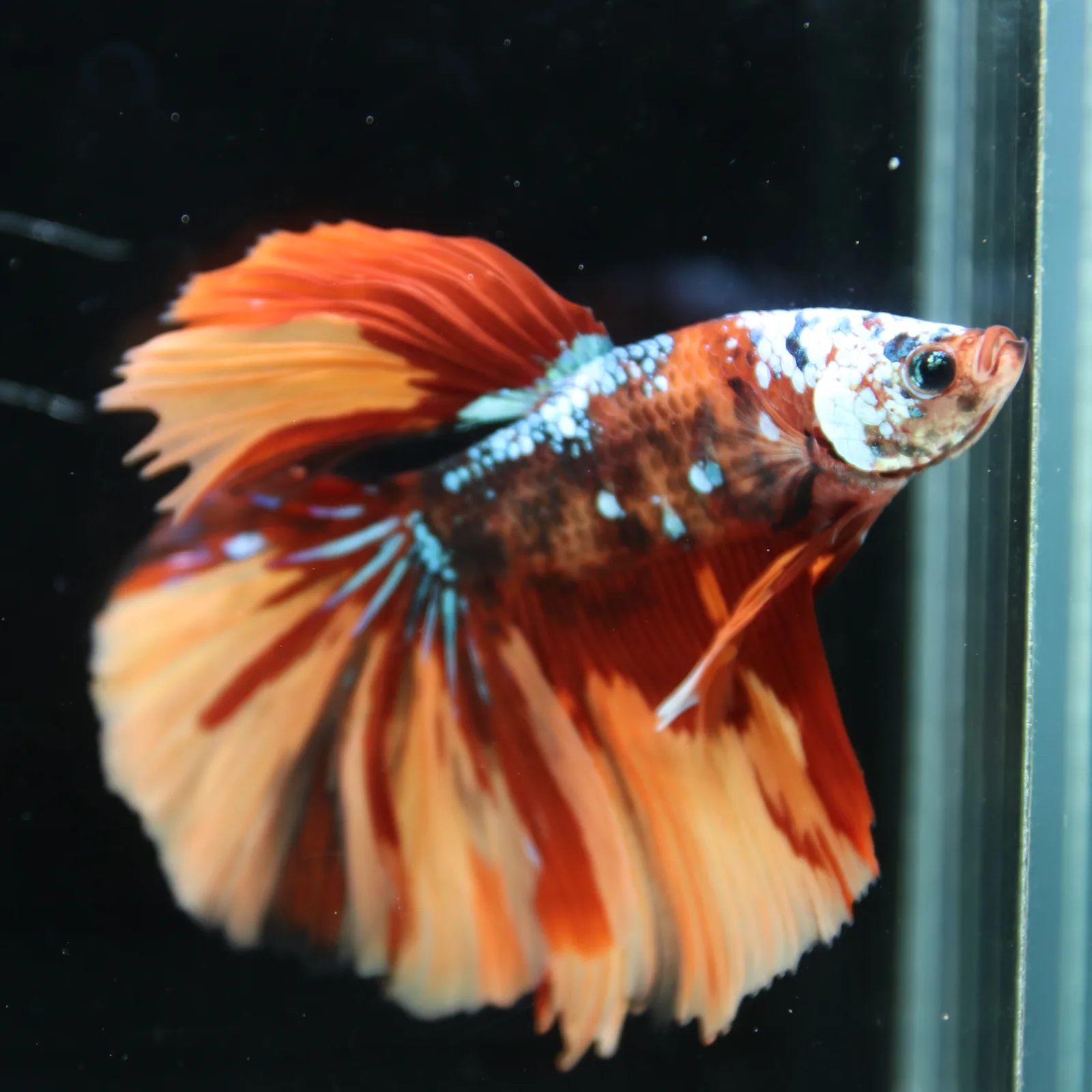 Halfmoon Multicolor Betta Fish – Orange Red Cream Show Grade Male media 6