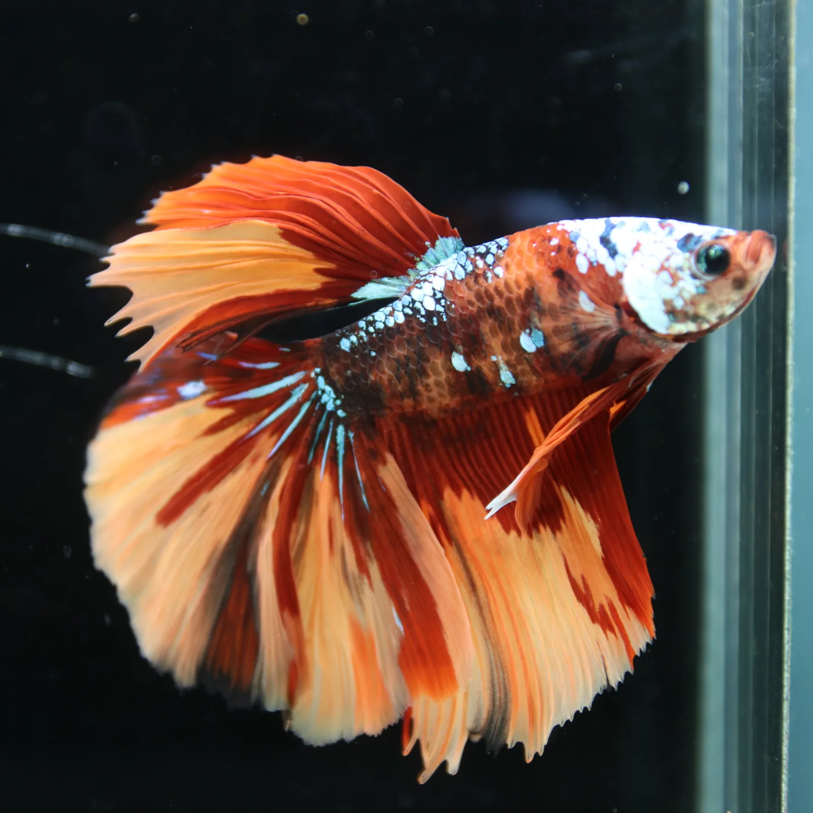 Halfmoon Multicolor Betta Fish – Orange Red Cream Show Grade Male media 8