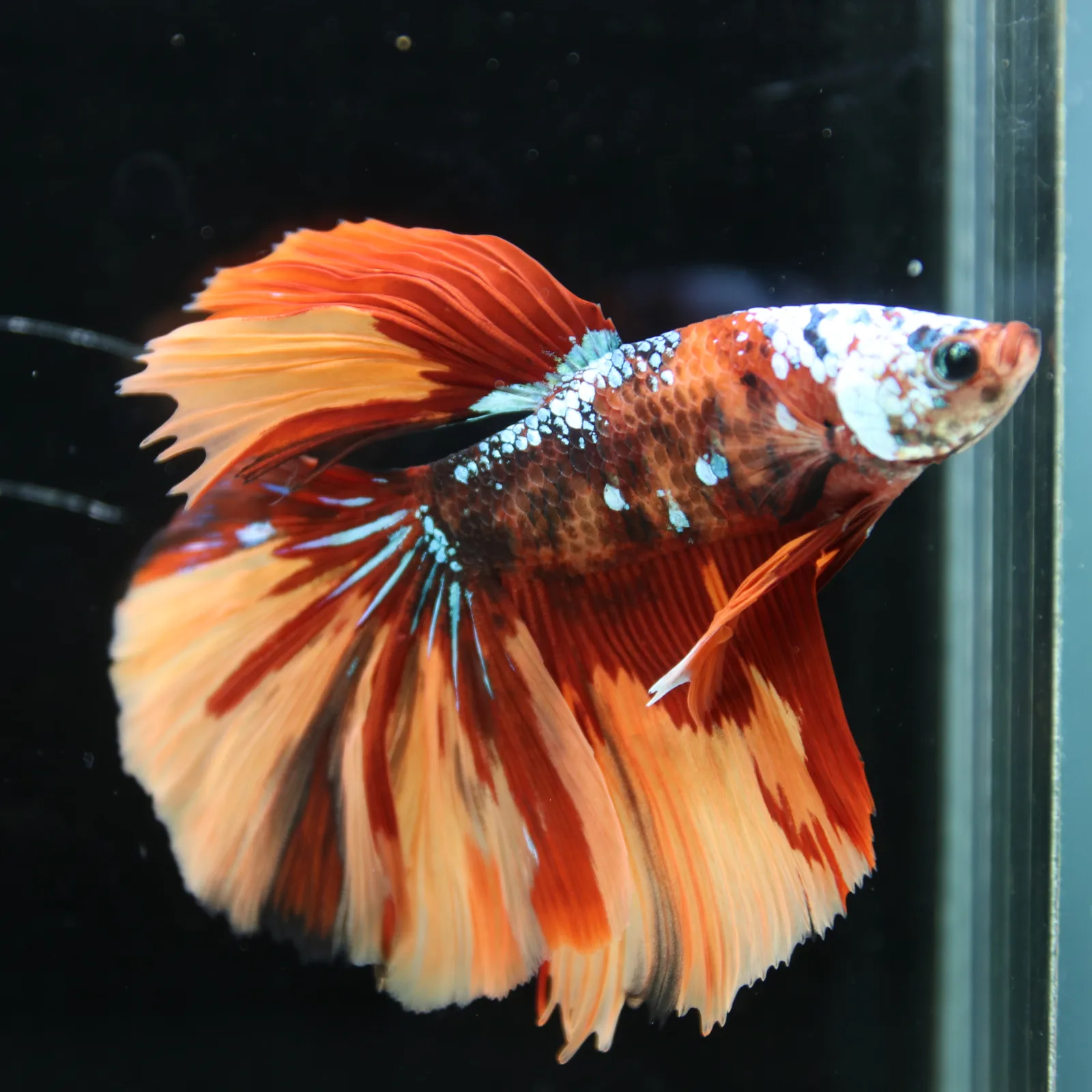 Halfmoon Multicolor Betta Fish – Orange Red Cream Show Grade Male media 9
