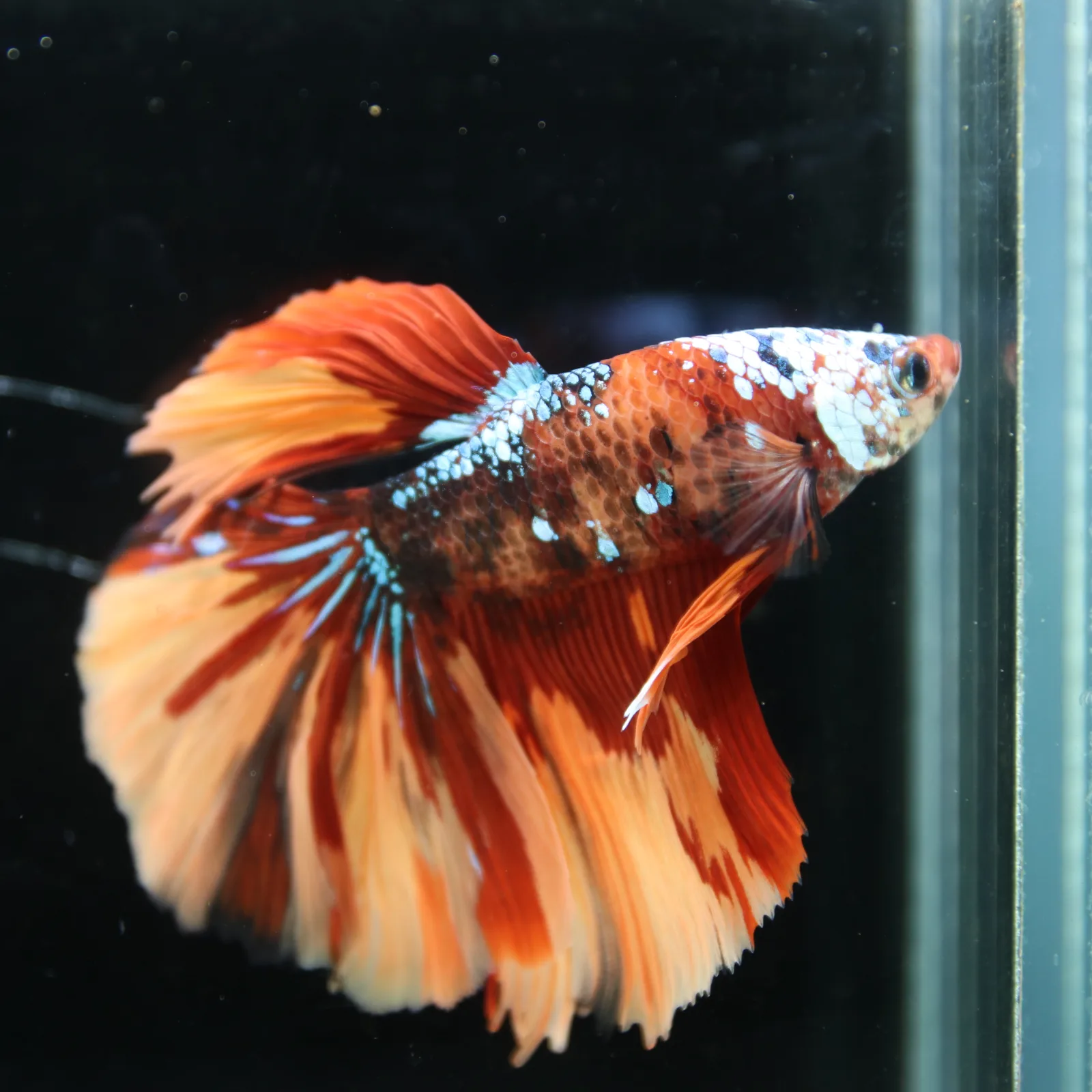 Halfmoon Multicolor Betta Fish – Orange Red Cream Show Grade Male media 11