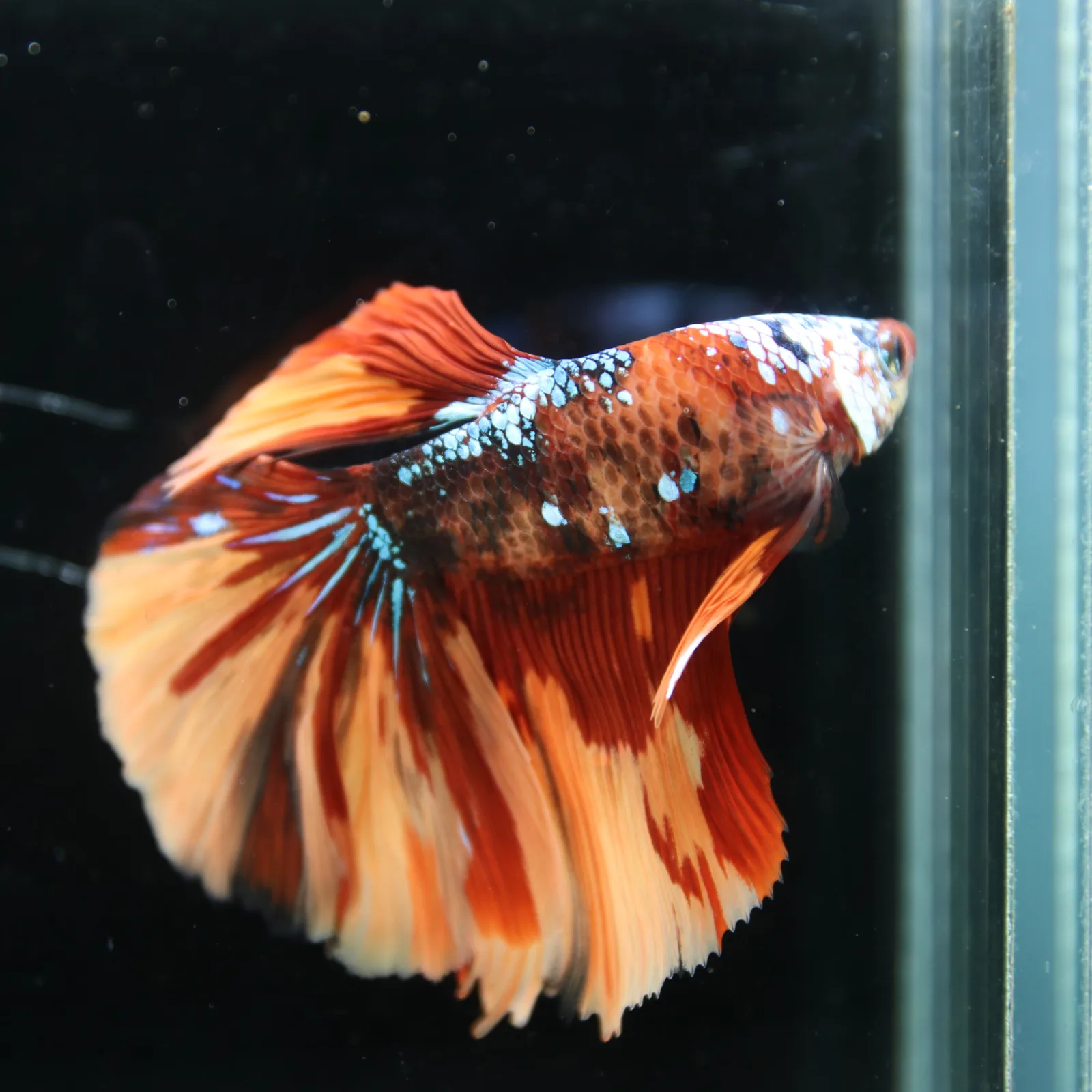 Halfmoon Multicolor Betta Fish – Orange Red Cream Show Grade Male media 12