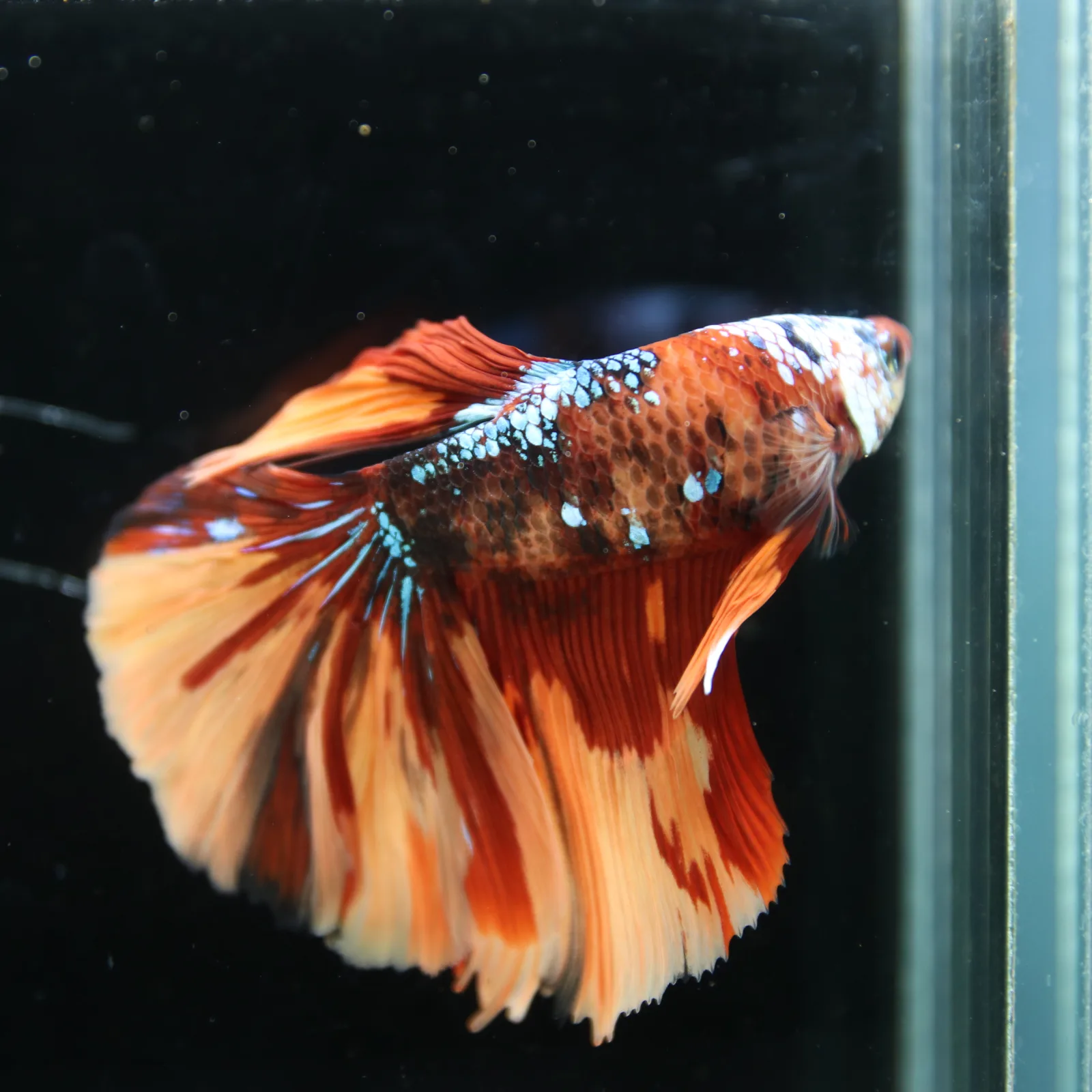 Halfmoon Multicolor Betta Fish – Orange Red Cream Show Grade Male media 13