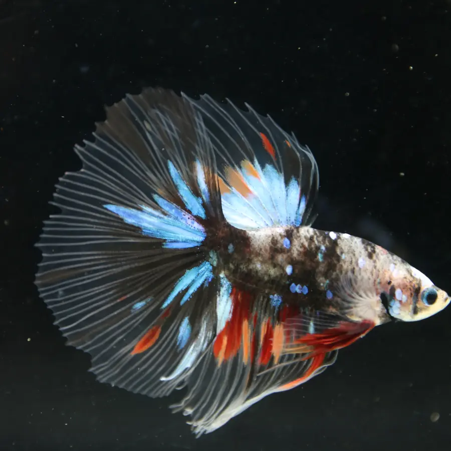 Black Base Multicolor Halfmoon Betta Fish – Blue Red Marble Male