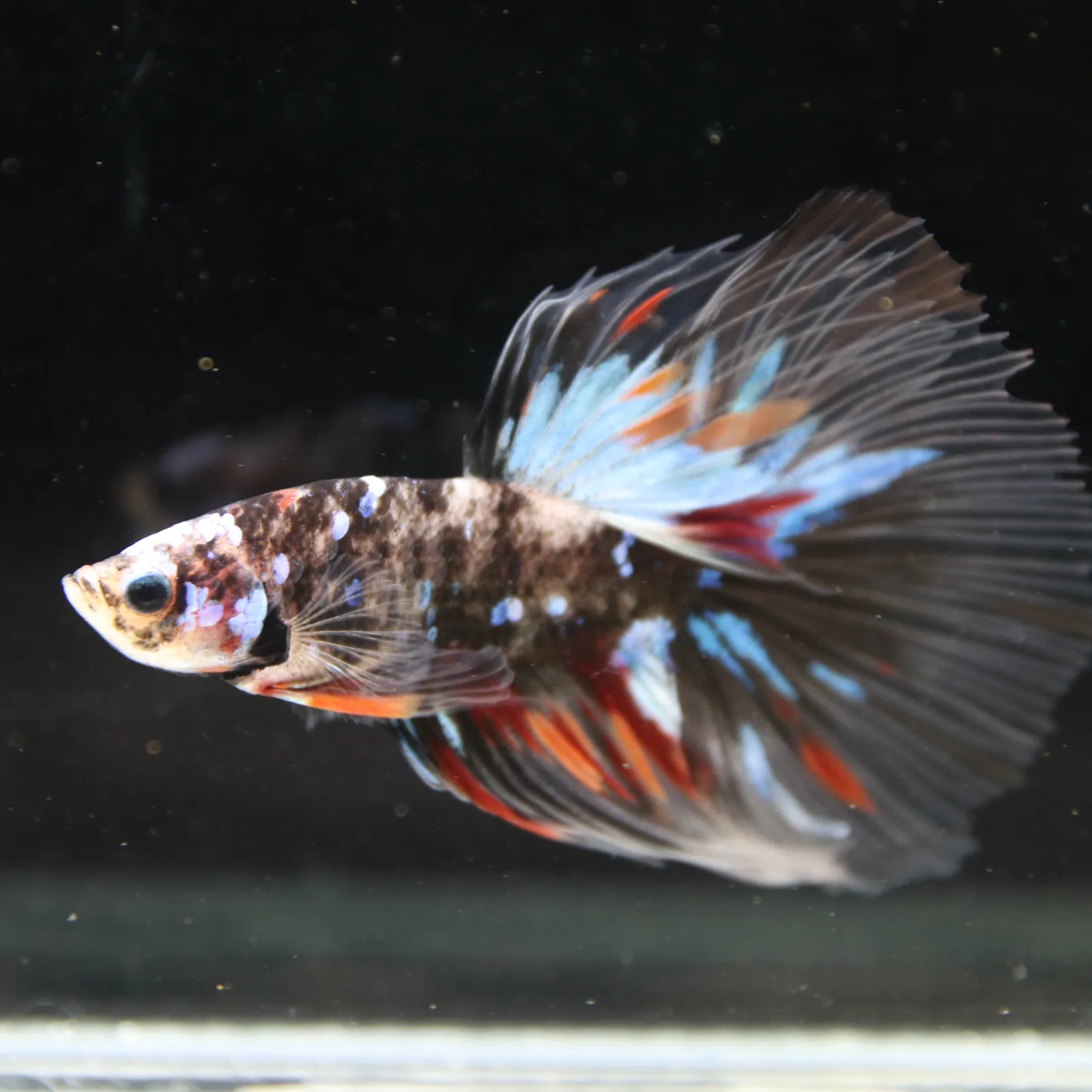 Black Base Multicolor Halfmoon Betta Fish – Blue Red Marble Male media 2