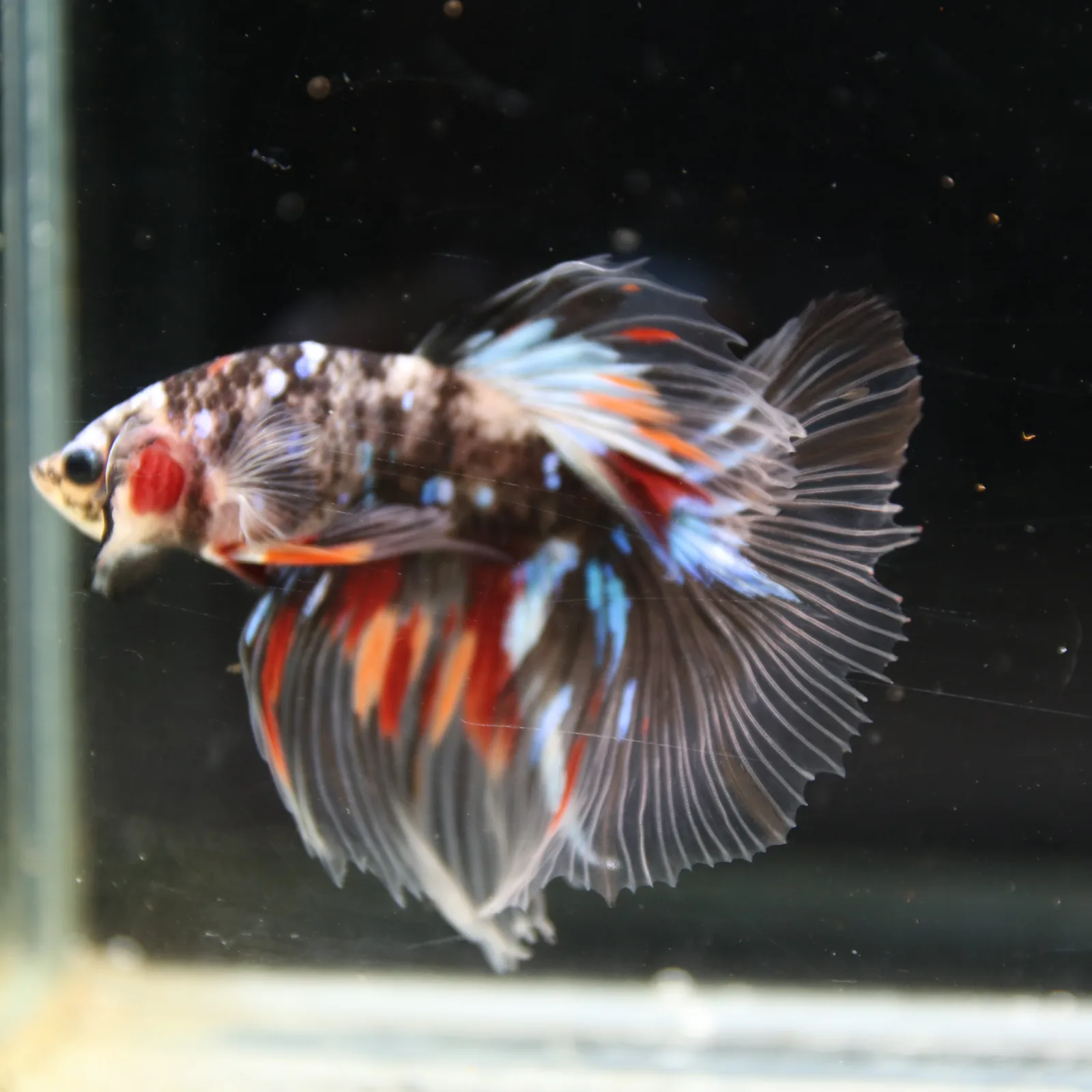 Black Base Multicolor Halfmoon Betta Fish – Blue Red Marble Male media 4