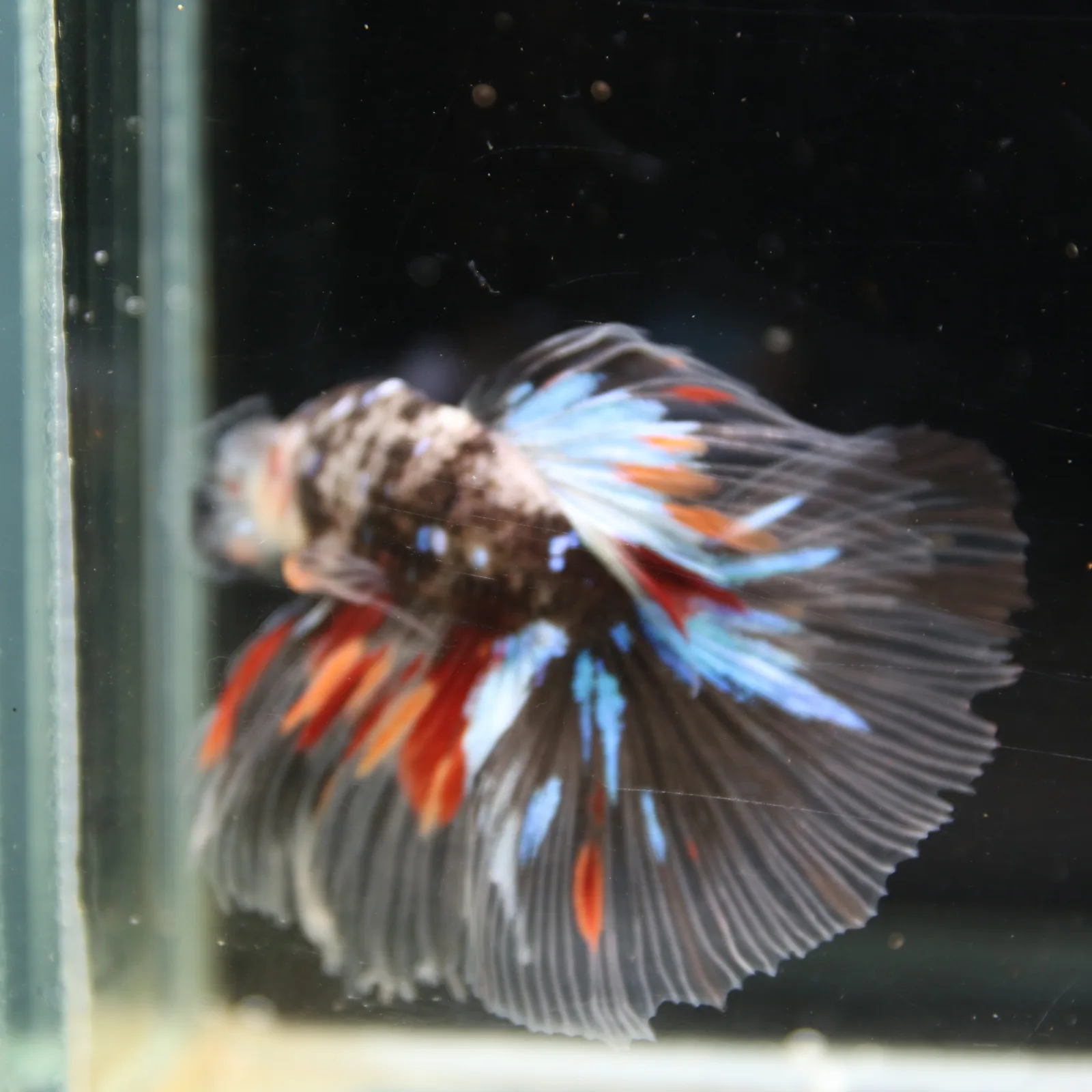Black Base Multicolor Halfmoon Betta Fish – Blue Red Marble Male media 5