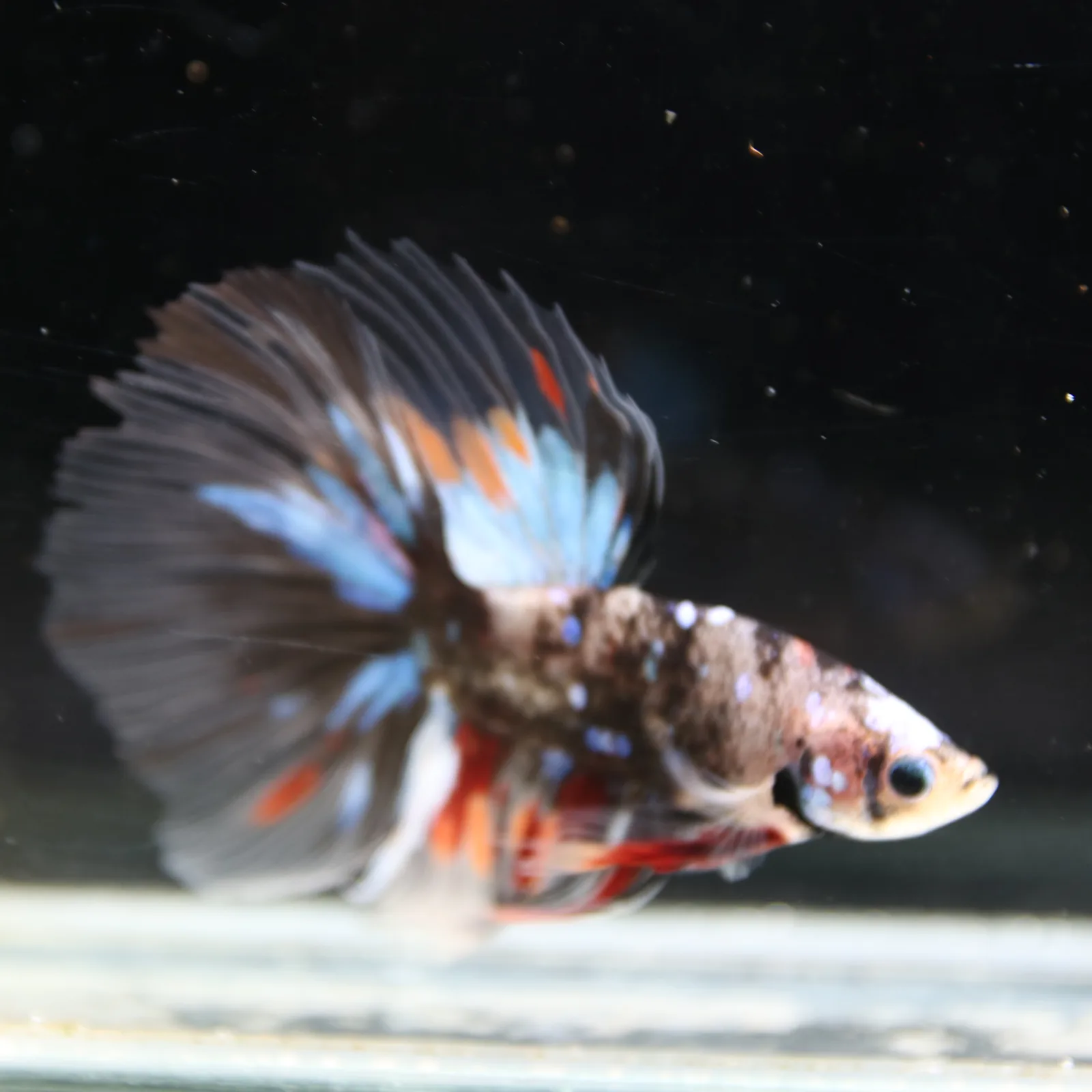 Black Base Multicolor Halfmoon Betta Fish – Blue Red Marble Male media 7