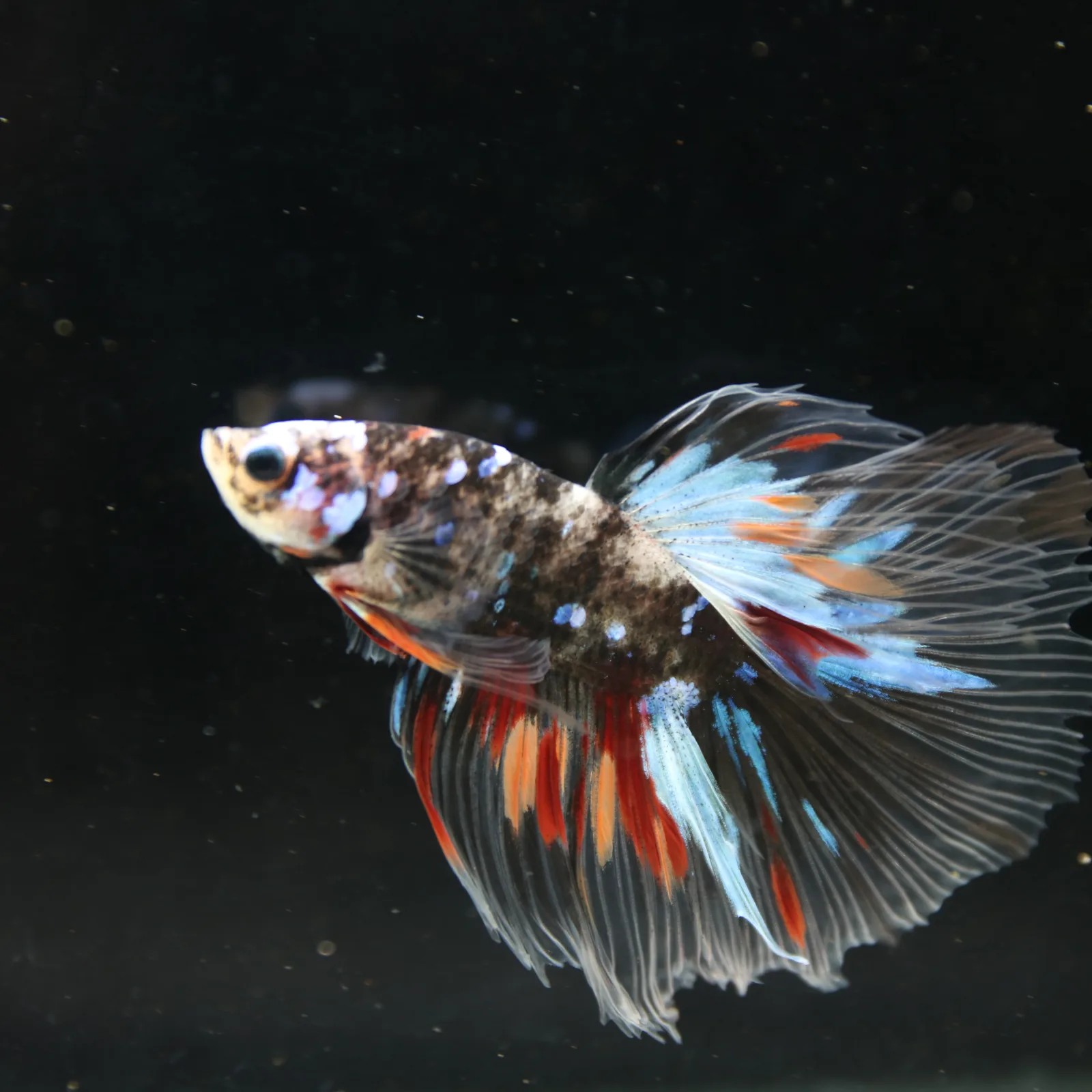 Black Base Multicolor Halfmoon Betta Fish – Blue Red Marble Male media 8