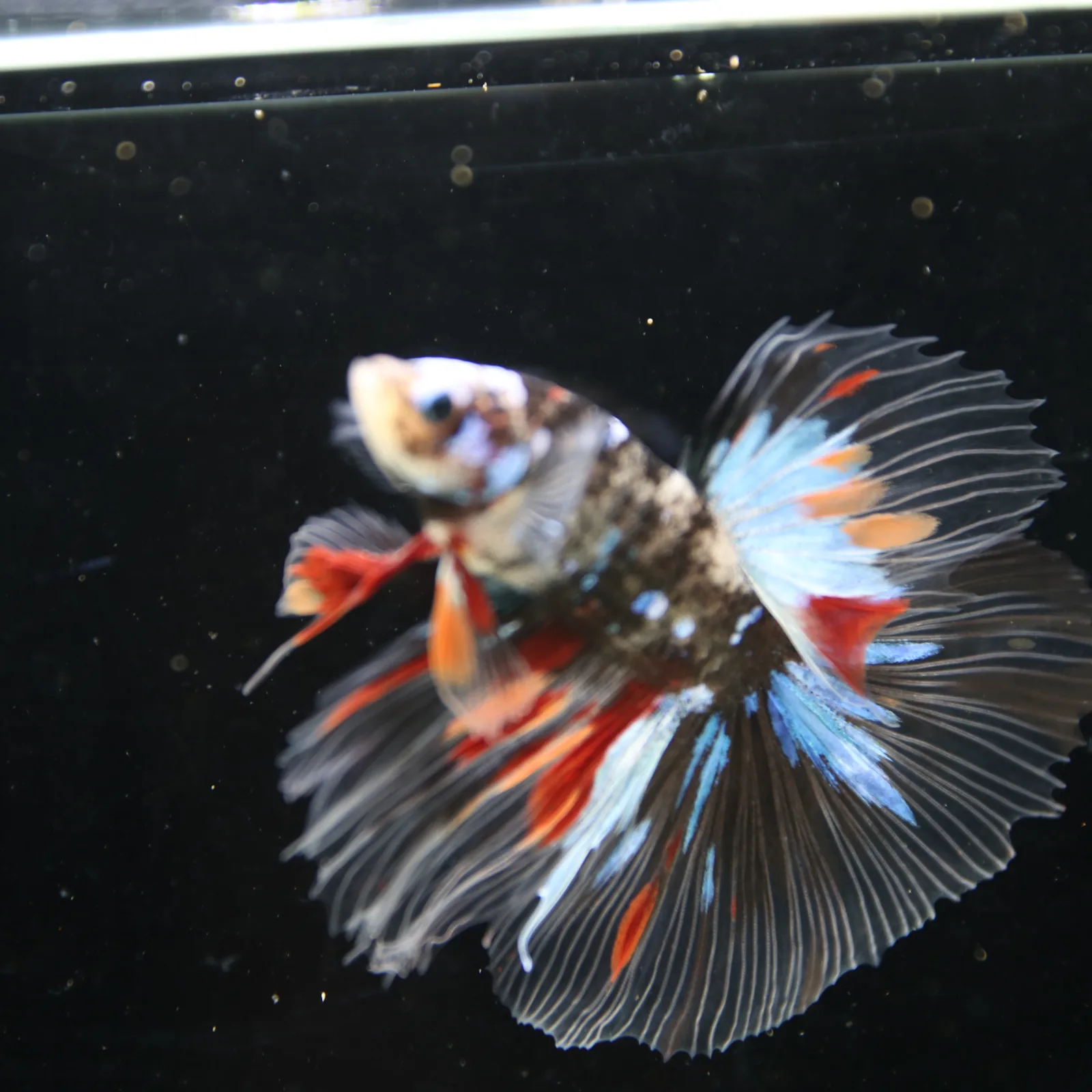 Black Base Multicolor Halfmoon Betta Fish – Blue Red Marble Male media 10