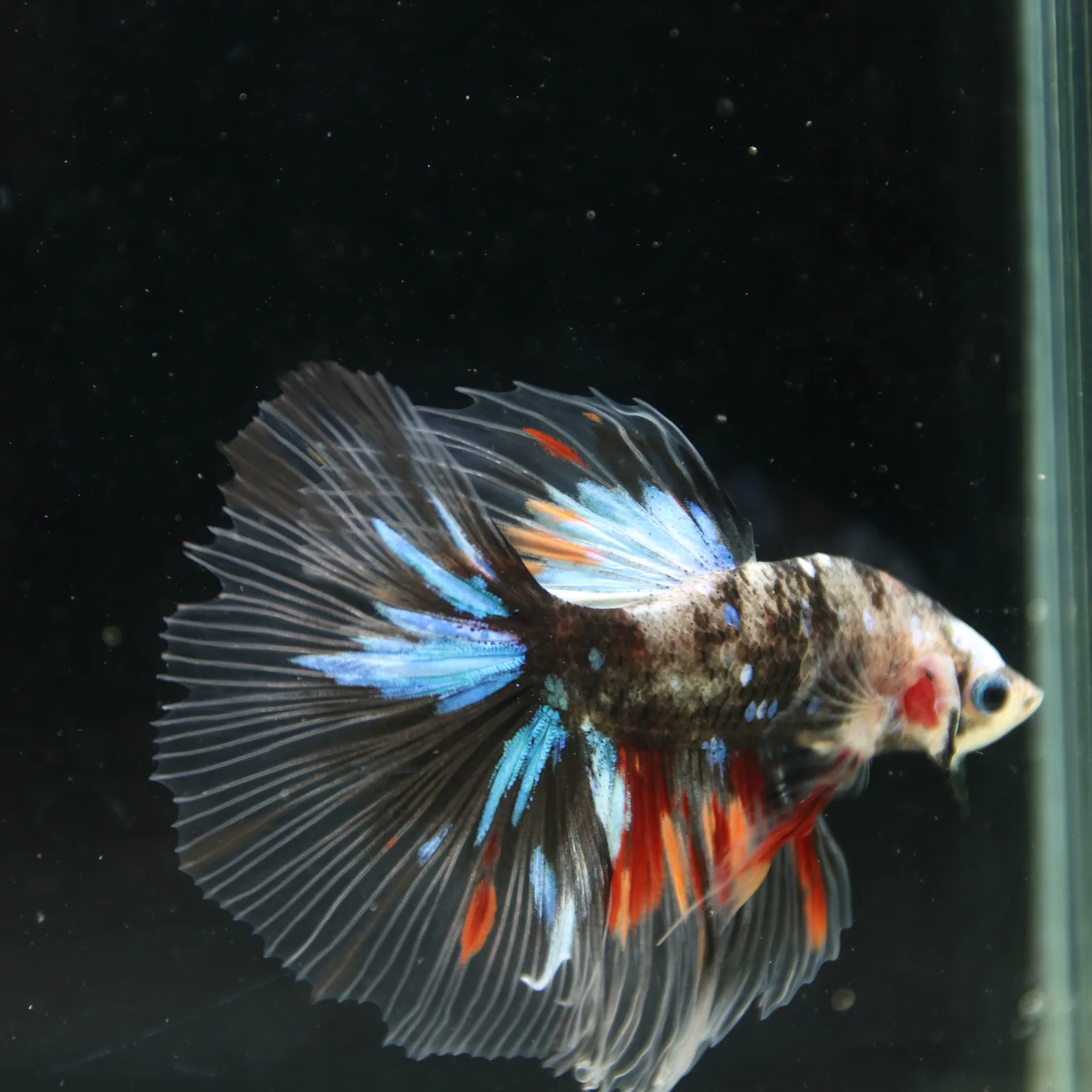 Black Base Multicolor Halfmoon Betta Fish – Blue Red Marble Male media 13